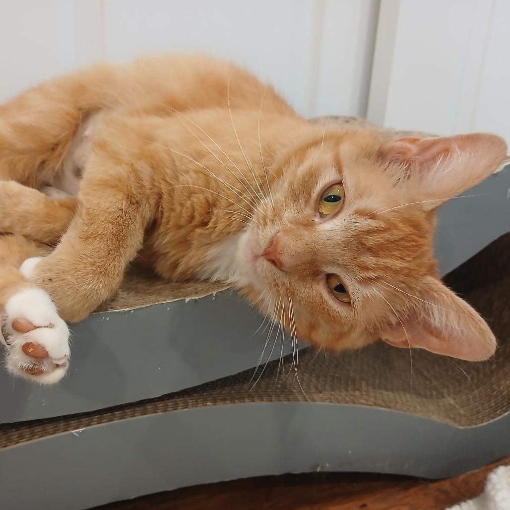 Angela, a Adoptable Domestic Short Hair in Ashland, MA image 3/4