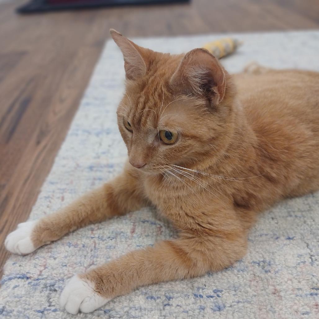 Angela, a Adoptable Domestic Short Hair in Ashland, MA image 4/4