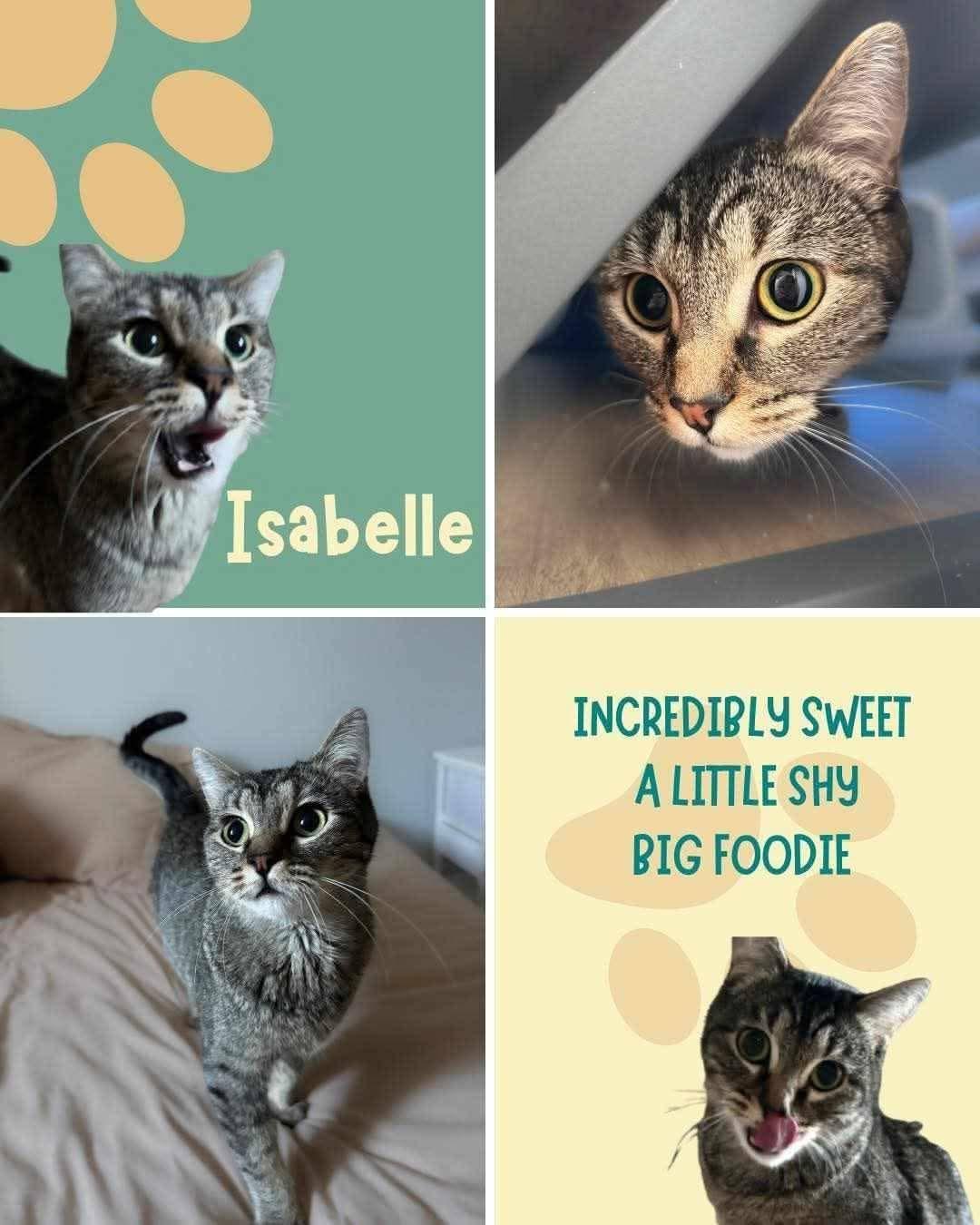 Isabelle, ADOPTABLE, Adult Female Domestic Short Hair.