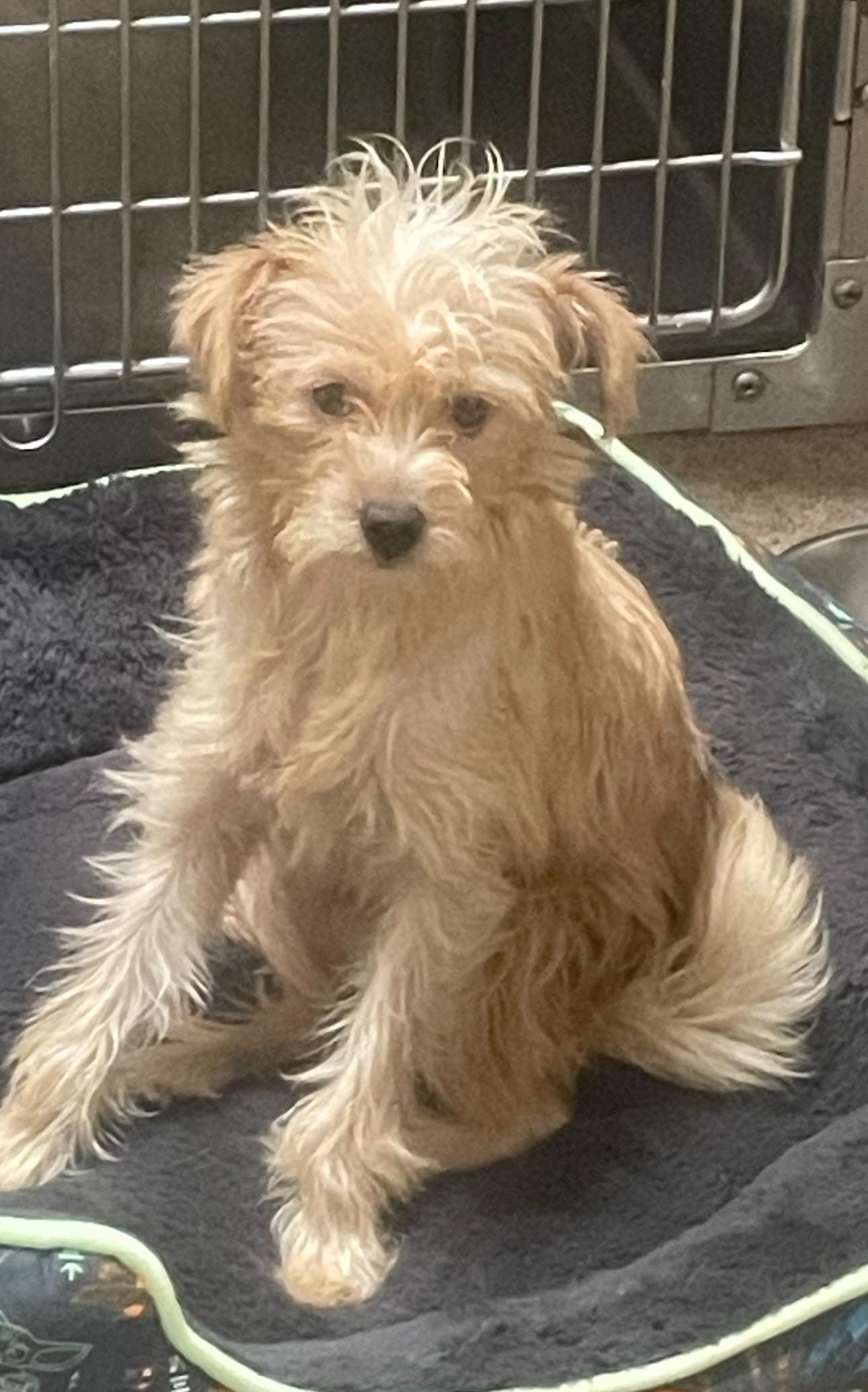 Caramel, Adoptable, Adult Female Terrier.