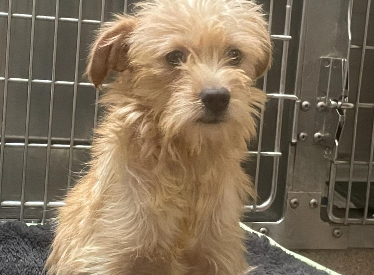 Enlarge Caramel, a Adoptable mixed breed in Los Angeles, CA image 2/3