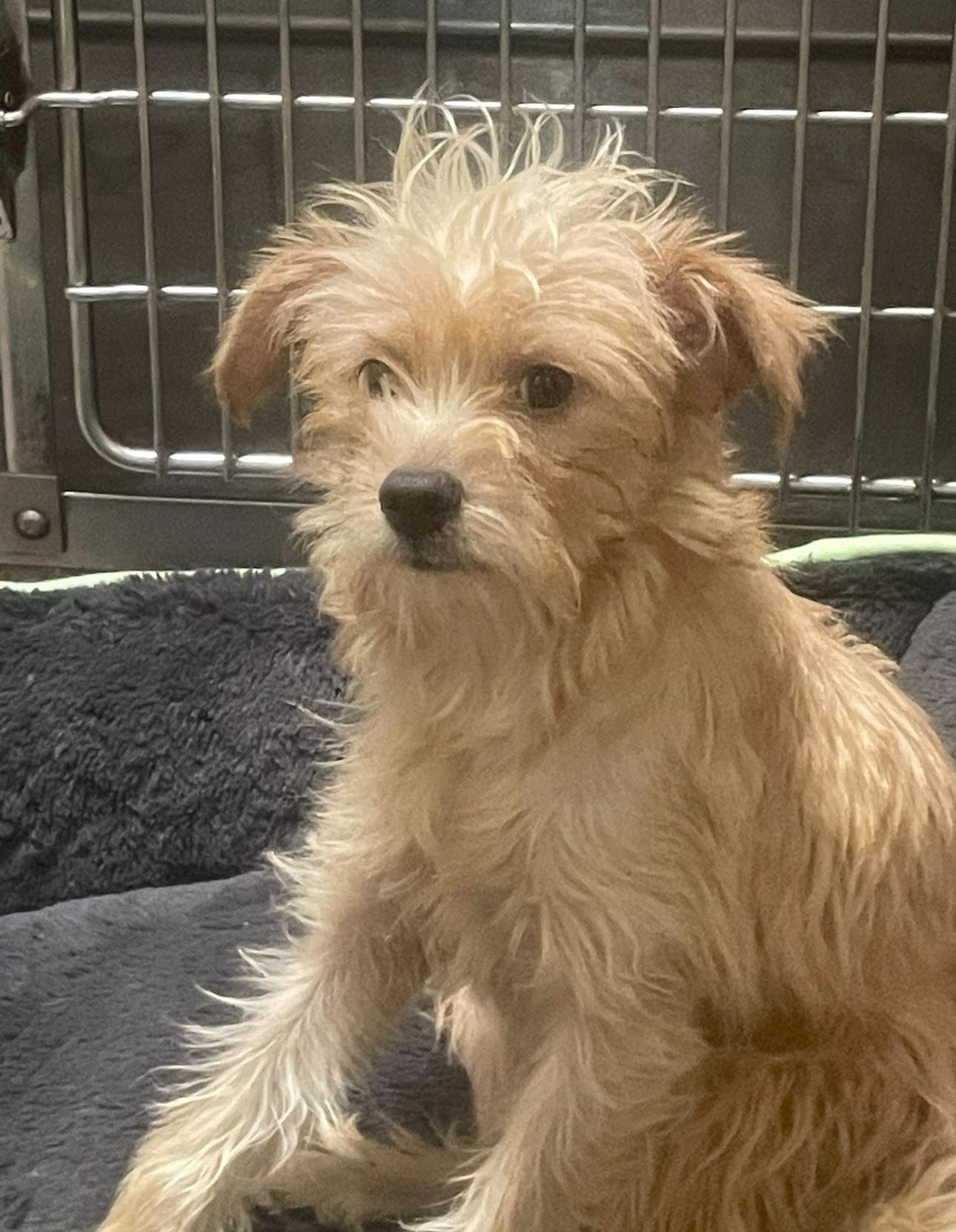 Enlarge Caramel, a Adoptable mixed breed in Los Angeles, CA image 3/3