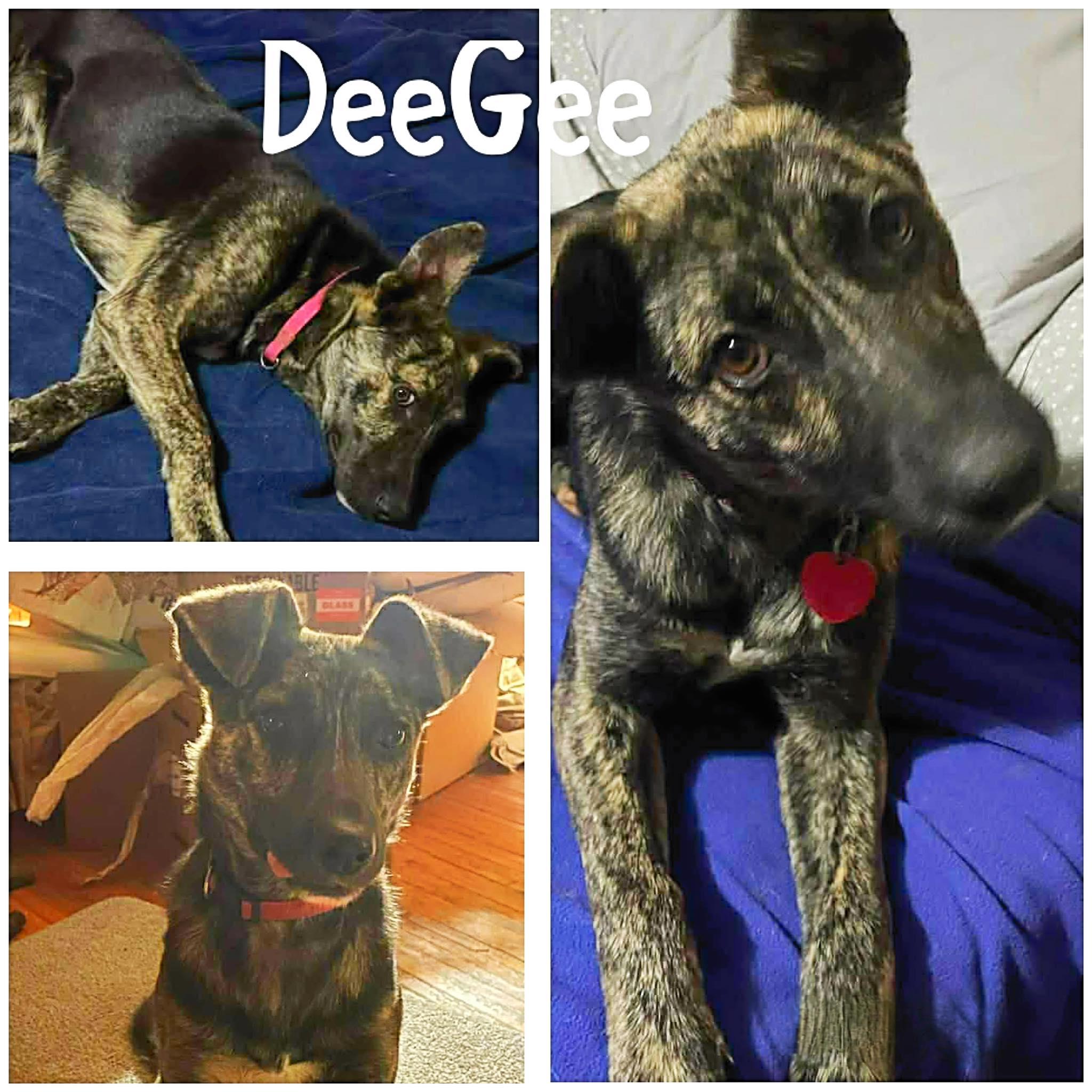 DeeGee, adopted, Young Female Shepherd.