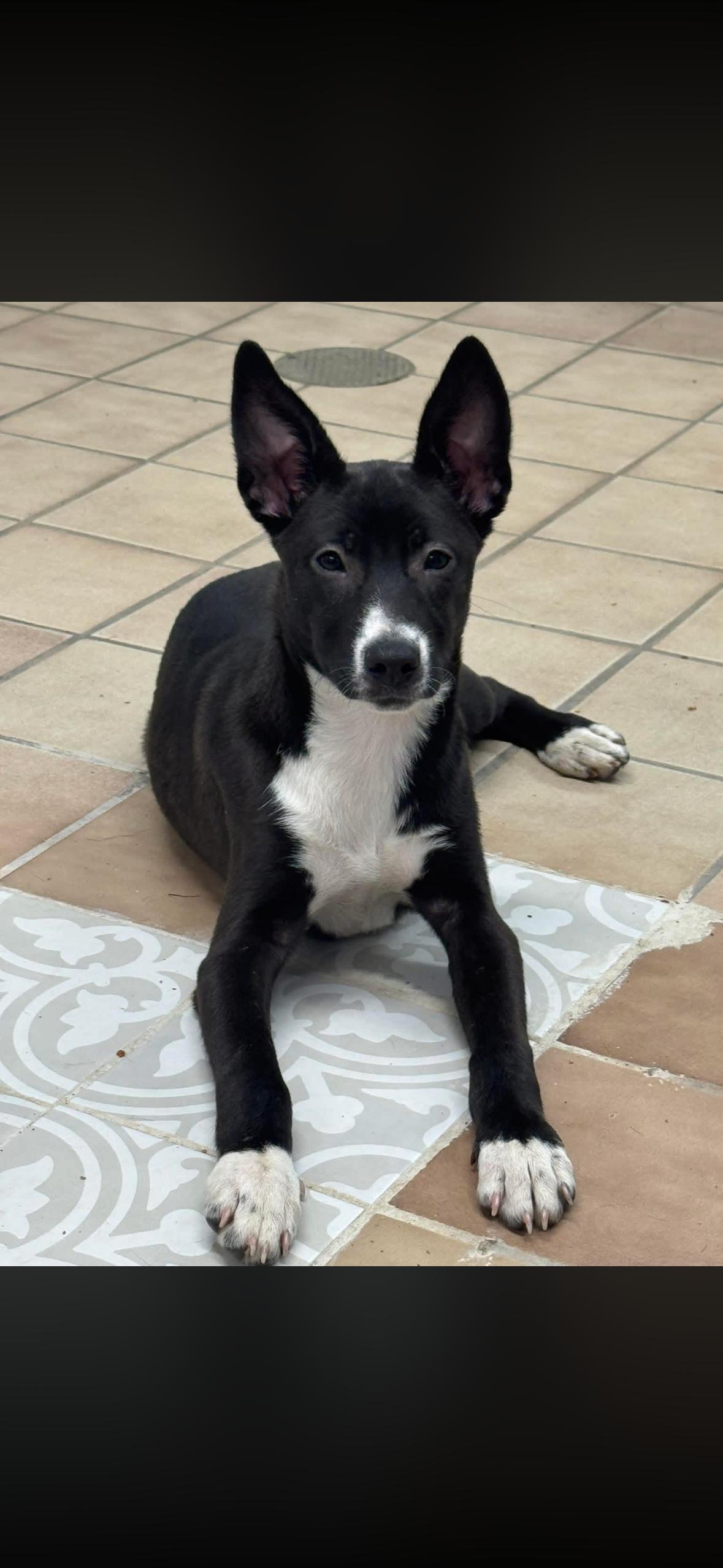 Enlarge Ryanne, an adopted mixed breed in Edison, NJ image 1/1