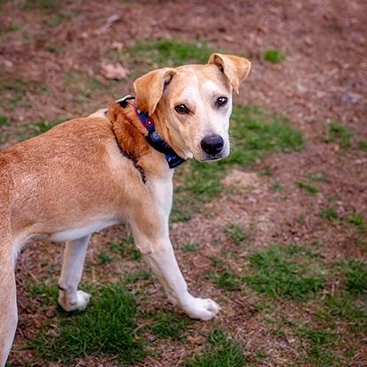 Bruce, a Adoptable Mixed Breed in Brockton, MA image 1/4