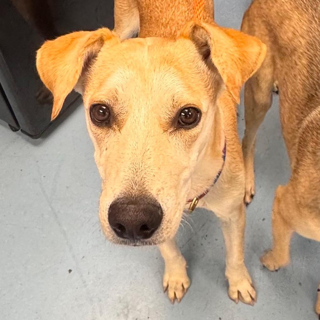 Bruce, a Adoptable Mixed Breed in Brockton, MA image 2/4