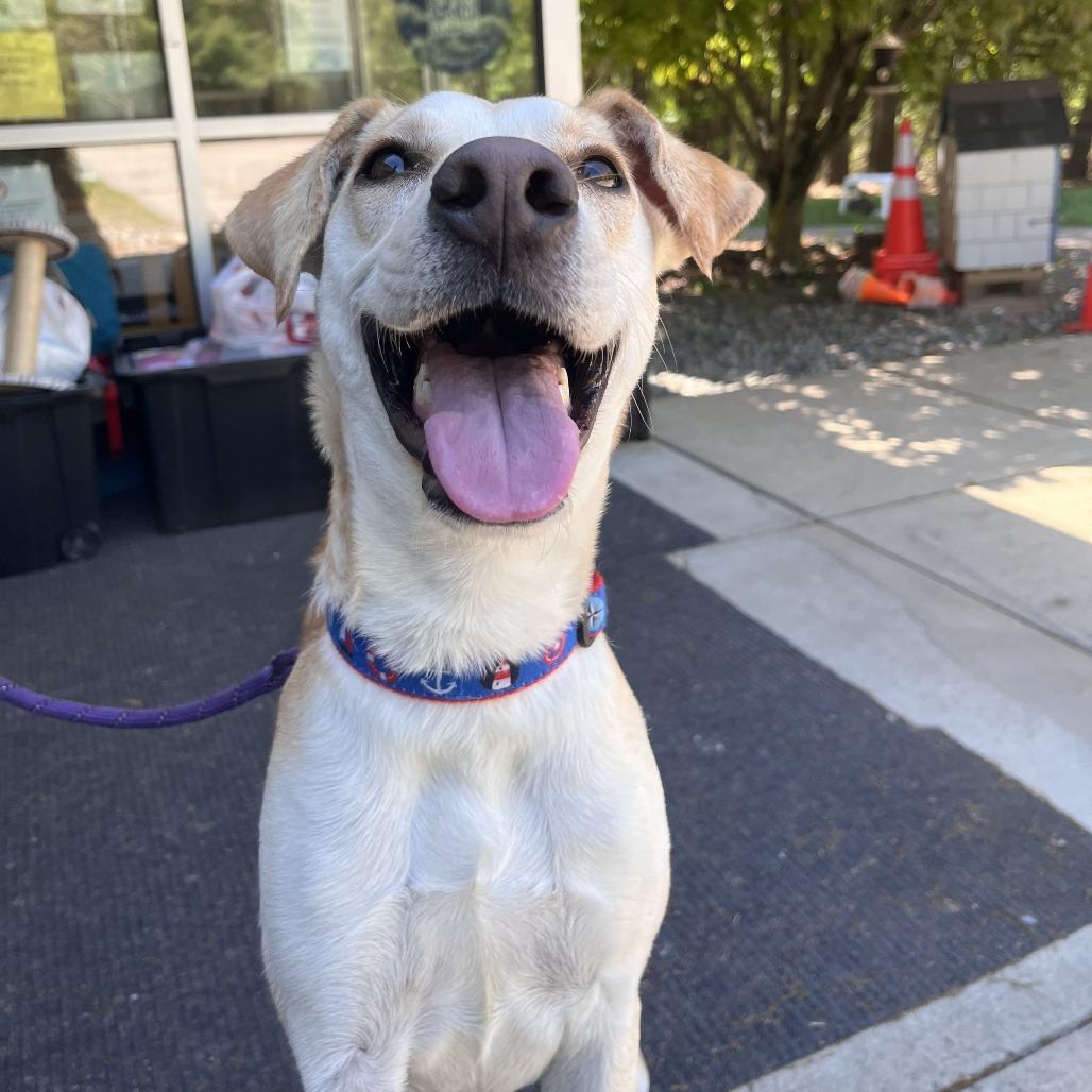 Bruce, a Adoptable Mixed Breed in Brockton, MA image 3/4