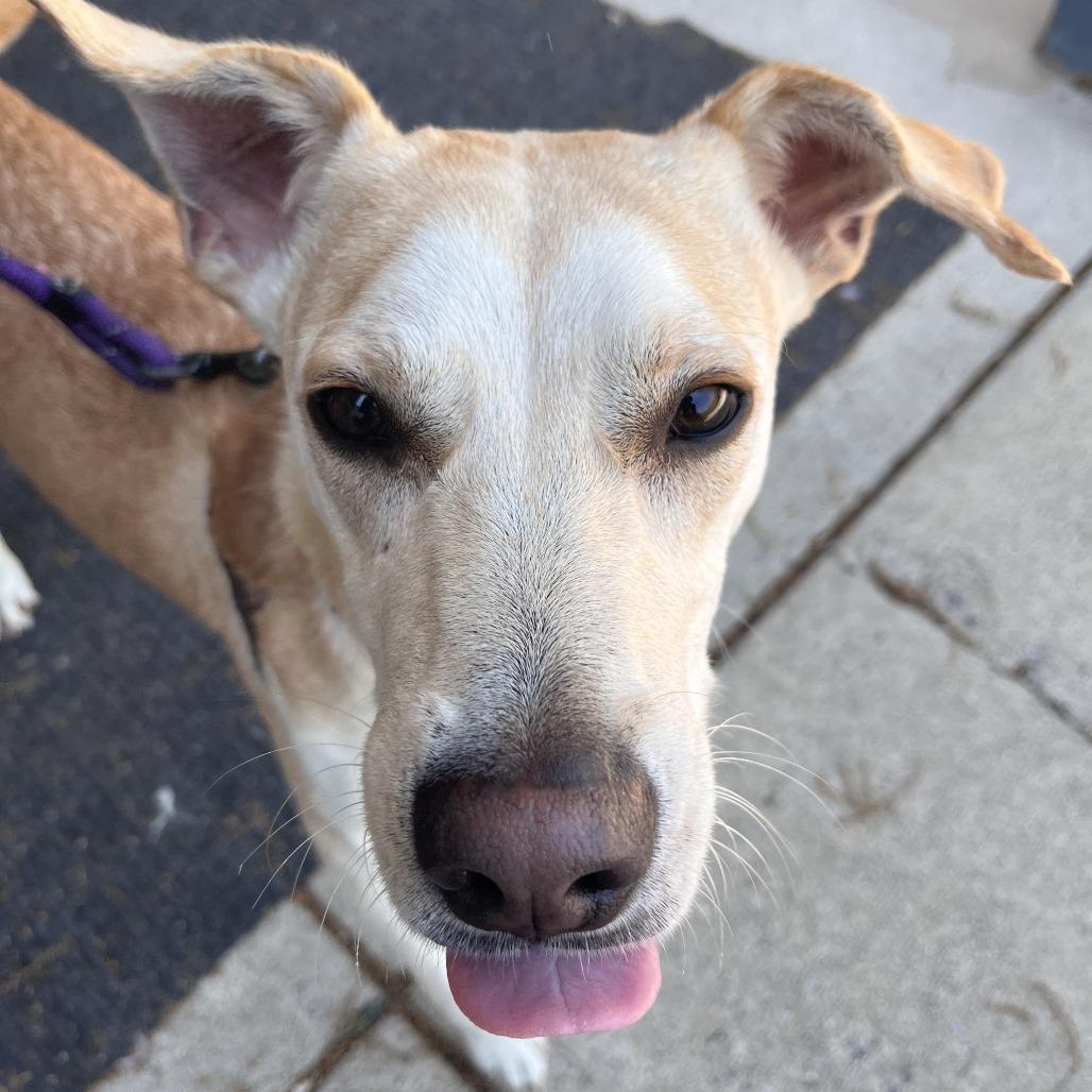 Bruce, a Adoptable Mixed Breed in Brockton, MA image 4/4