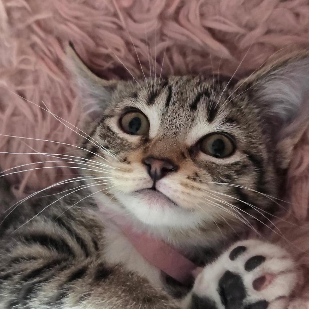 Hedy Lamarr, Adoptable, Kitten Female Domestic Short Hair.