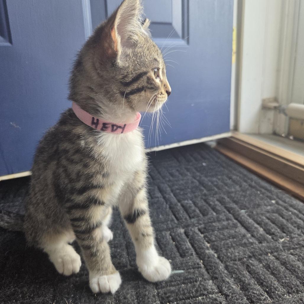 Hedy Lamarr, a Adoptable Domestic Short Hair in Skokie, IL image 2/6