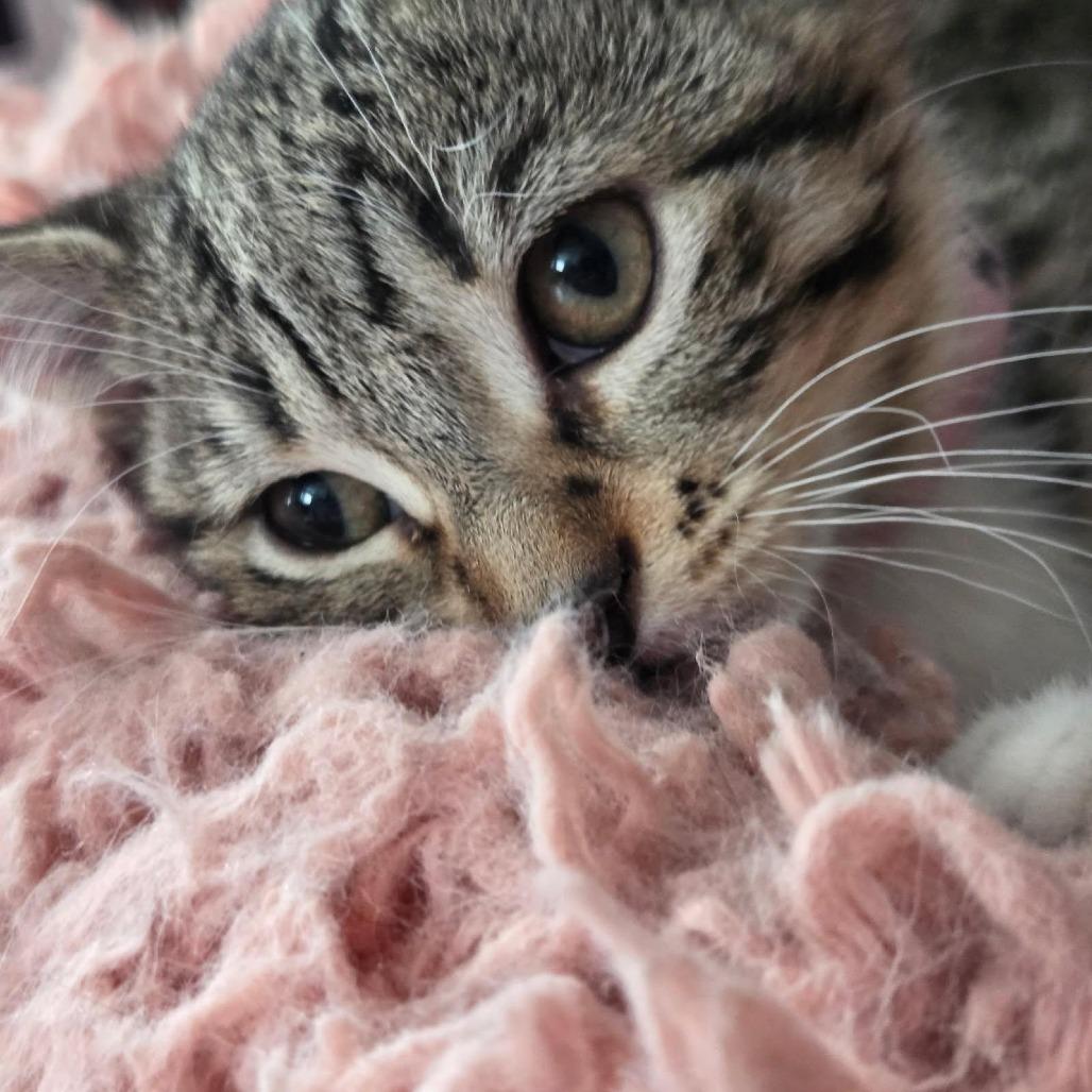 Hedy Lamarr, a Adoptable Domestic Short Hair in Skokie, IL image 3/6