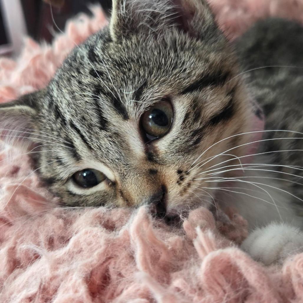 Hedy Lamarr, a Adoptable Domestic Short Hair in Skokie, IL image 5/6