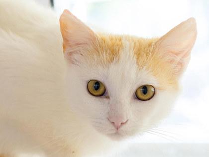 Garnet, Adoptable, Young Male Domestic Short Hair & Domestic Short Hair.