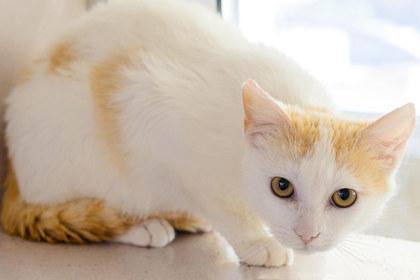 Garnet, a Adoptable mixed breed in Longmont, CO image 2/2