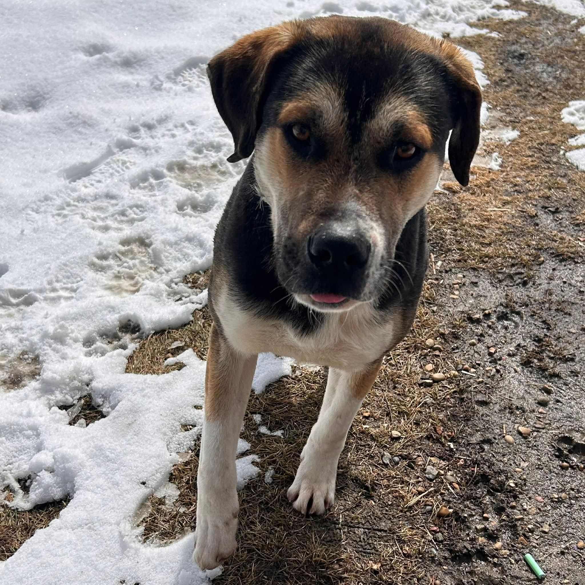 Blathers, ADOPTABLE, Young Male Mixed Breed.