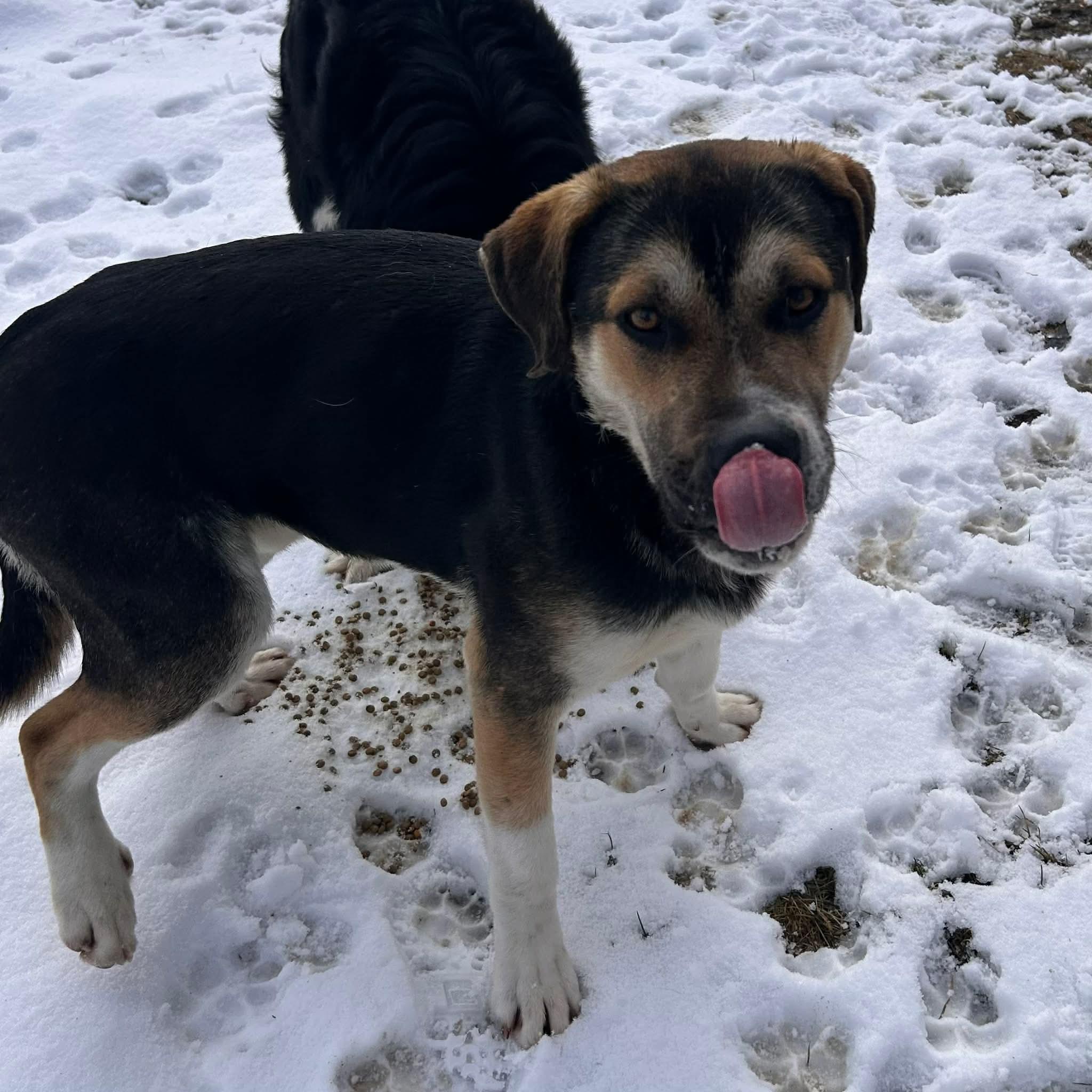 Enlarge Blathers, a ADOPTABLE Mixed Breed in Edmonton, AB image 2/4