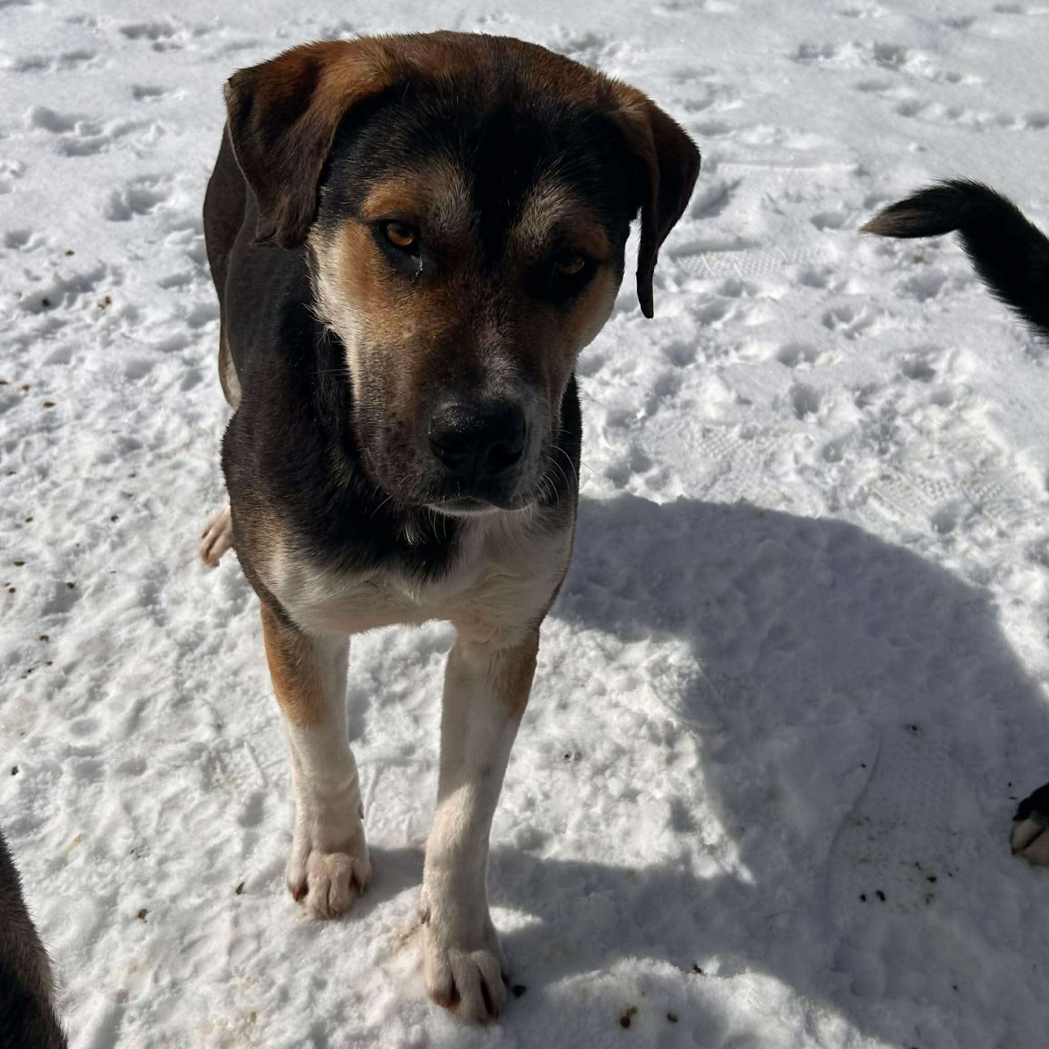Enlarge Blathers, a ADOPTABLE Mixed Breed in Edmonton, AB image 4/4
