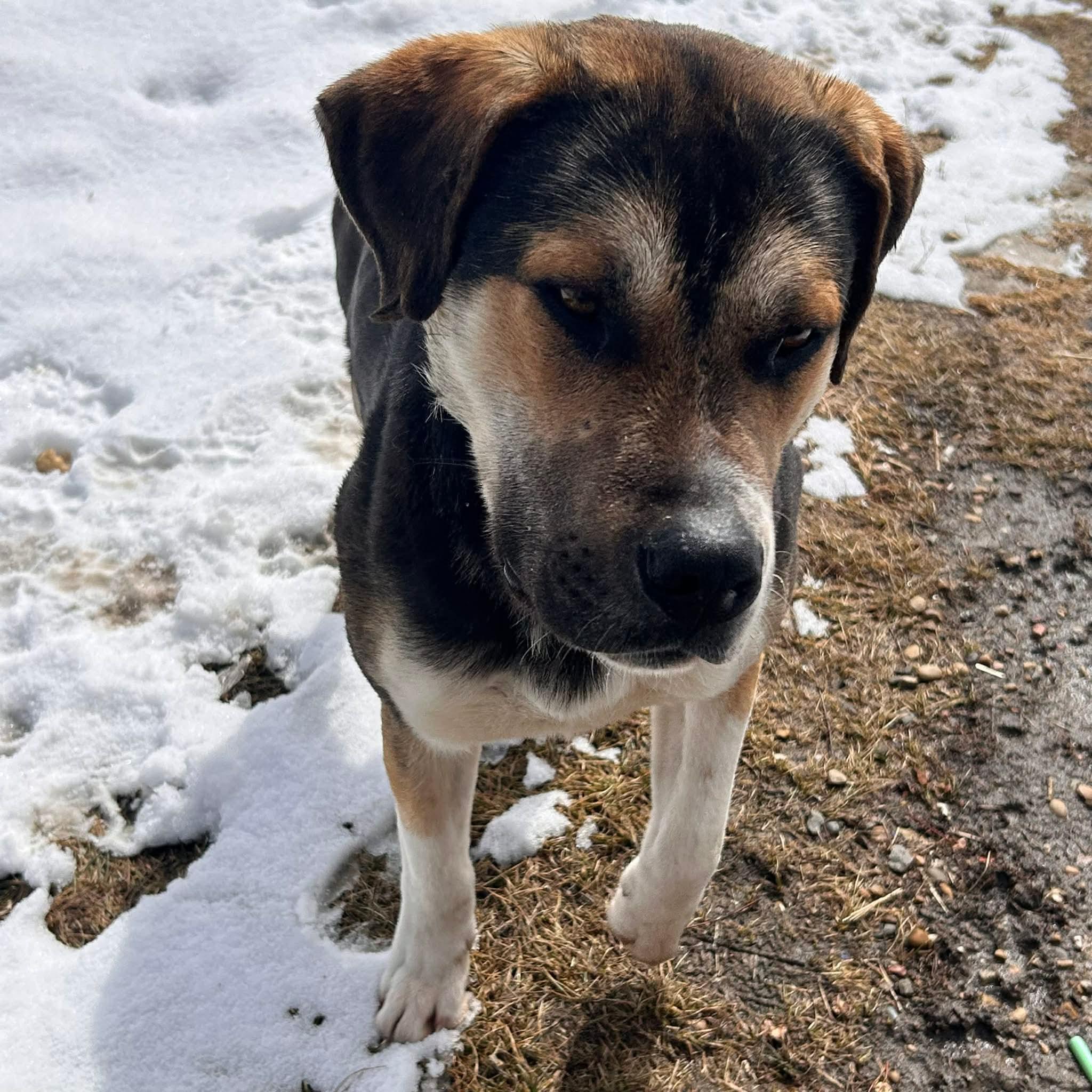 Enlarge Blathers, a ADOPTABLE Mixed Breed in Edmonton, AB image 3/4