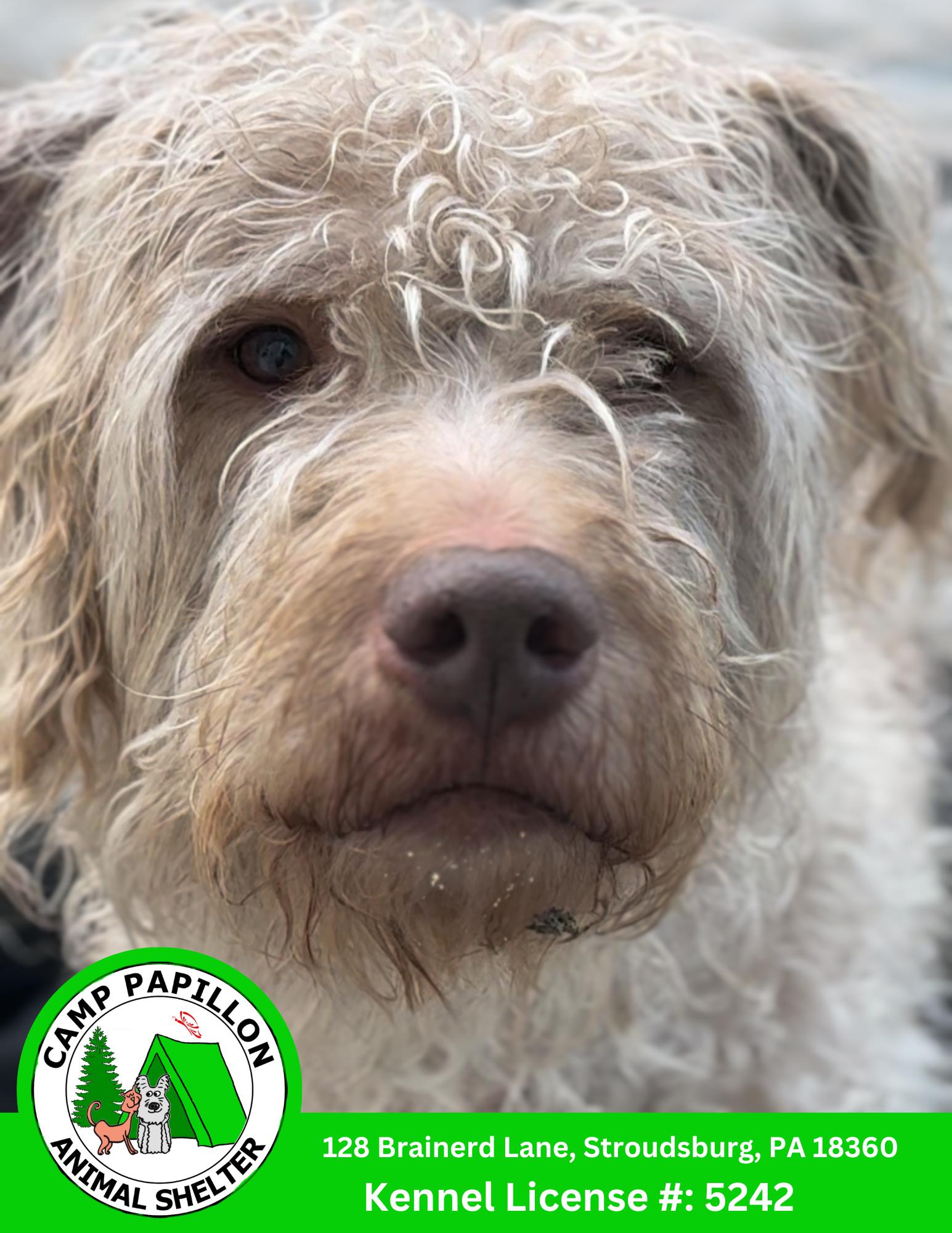 Luna, Adoptable, Adult Female Mixed Breed.