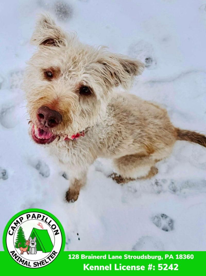 Luna, Adoptable, Adult Female Mixed Breed.