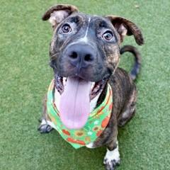 Boris, Adoptable, Adult Male Terrier & Mixed Breed.