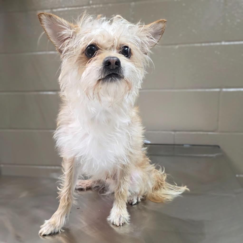 Cubby, Adopted, Young Male Chihuahua & Jack Russell Terrier.