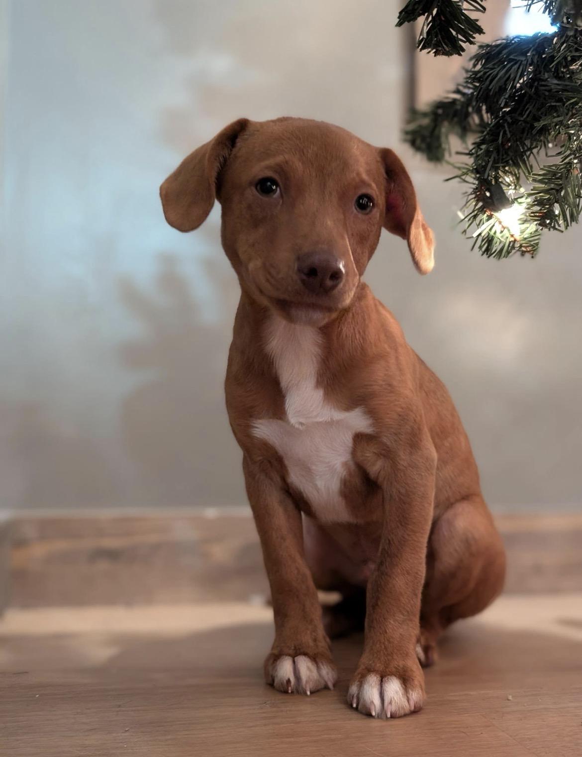 Copper, an adoption pending mixed breed in Spring hill, TN image 1/6