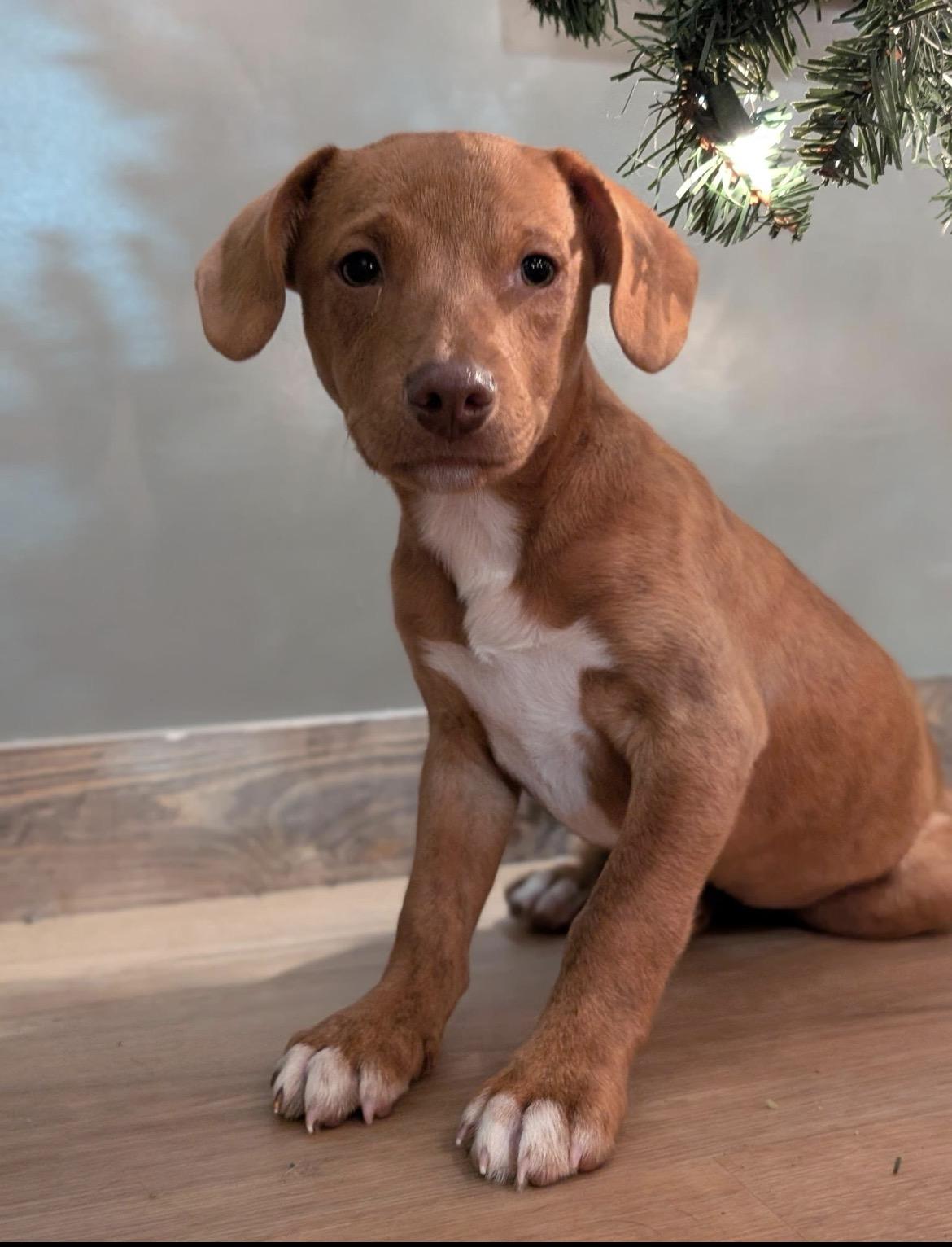 Copper, an adoption pending mixed breed in Spring hill, TN image 2/6