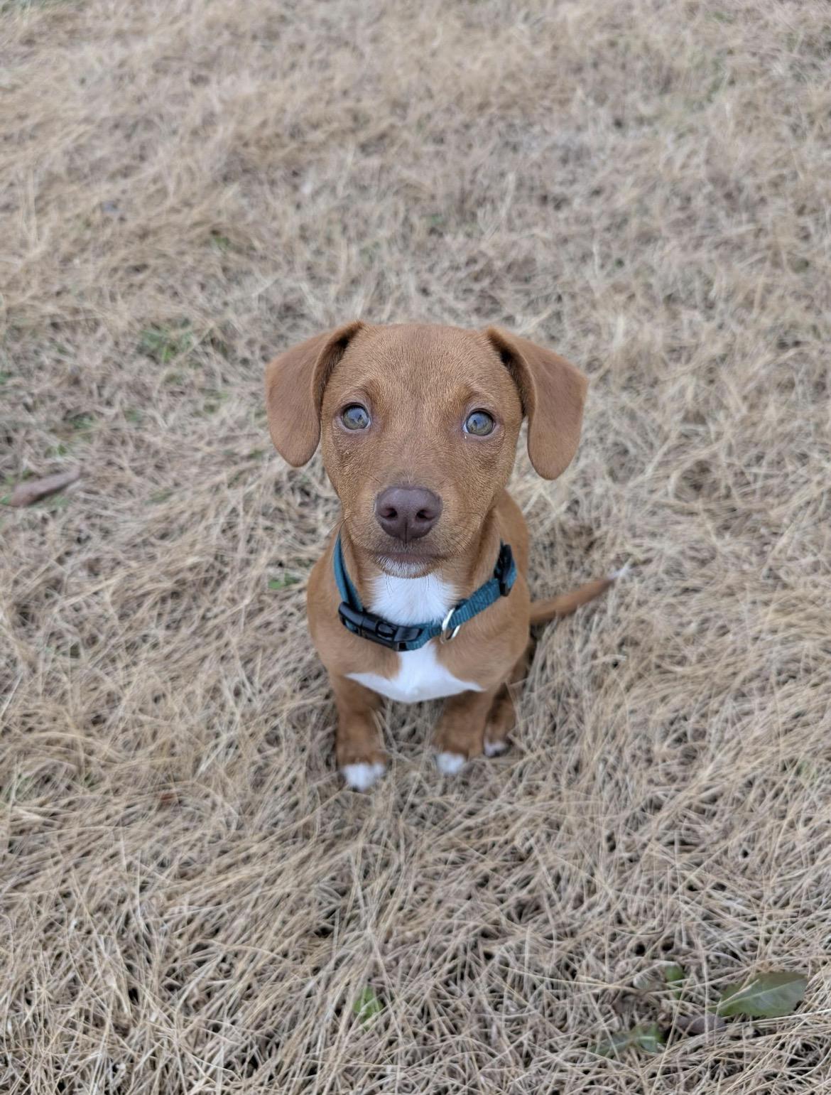 Copper, an adoption pending mixed breed in Spring hill, TN image 4/6