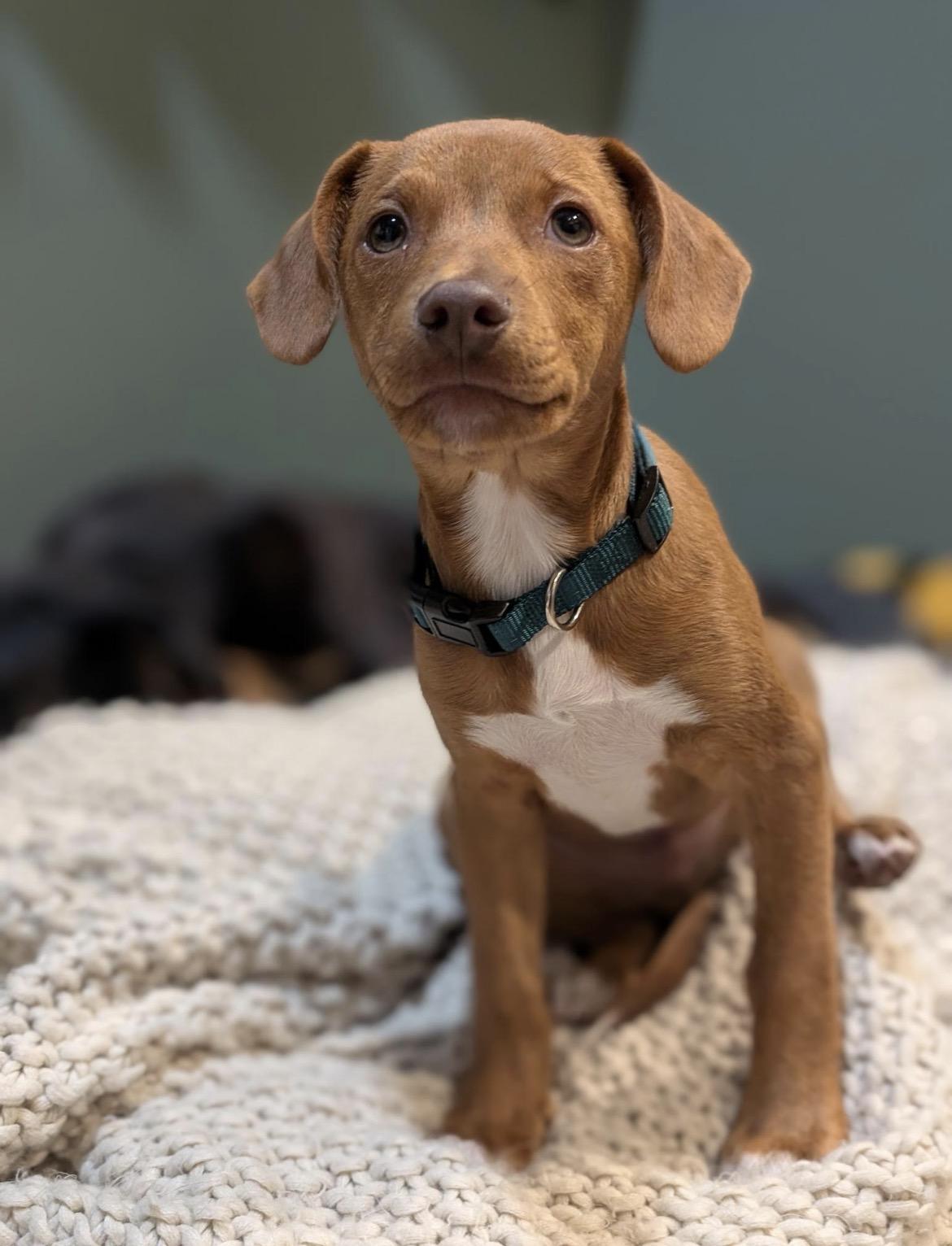 Copper, an adoption pending mixed breed in Spring hill, TN image 6/6
