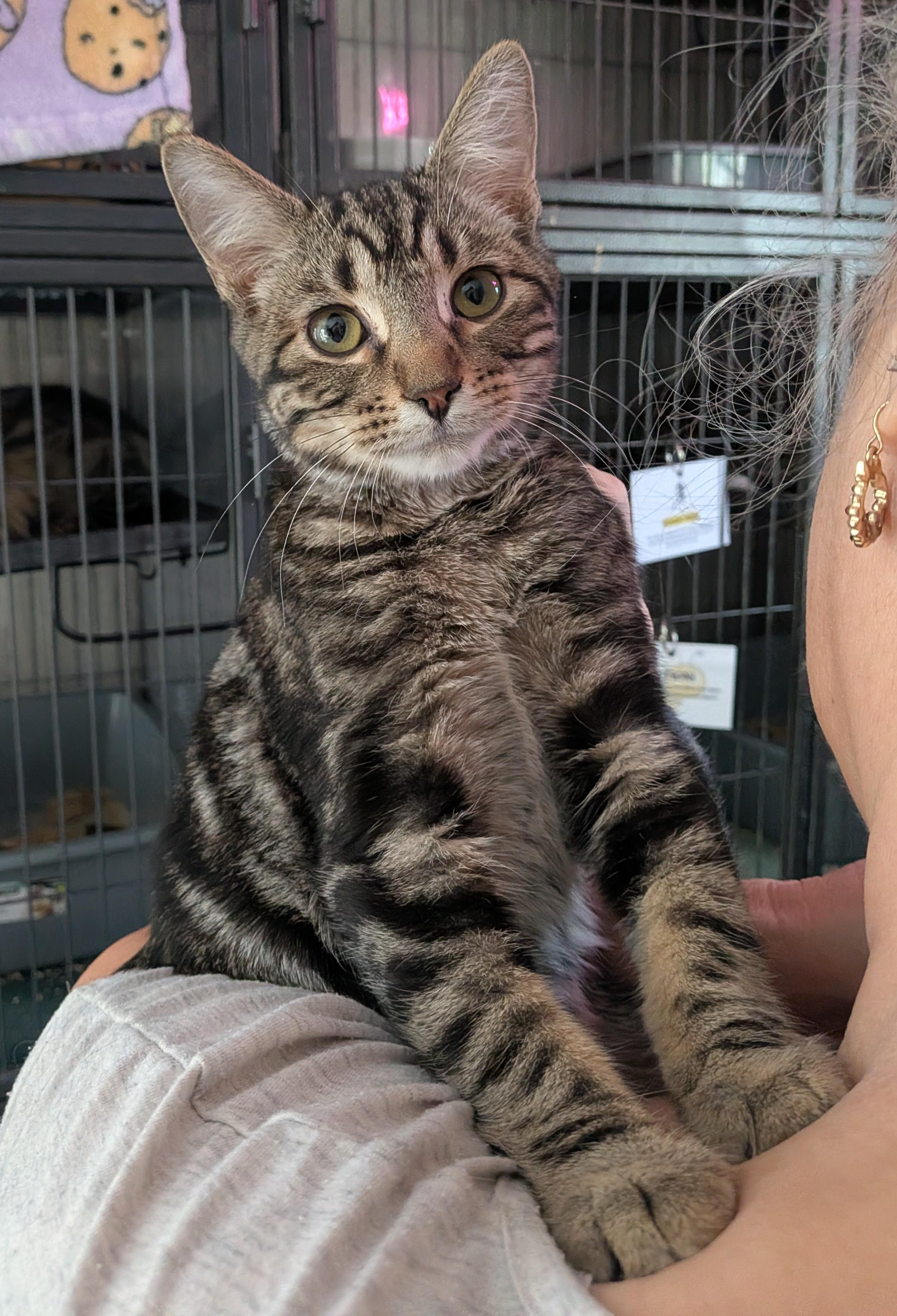 Enlarge CADBURY, a Adoptable Domestic Short Hair in Tillsonburg, ON image 1/1