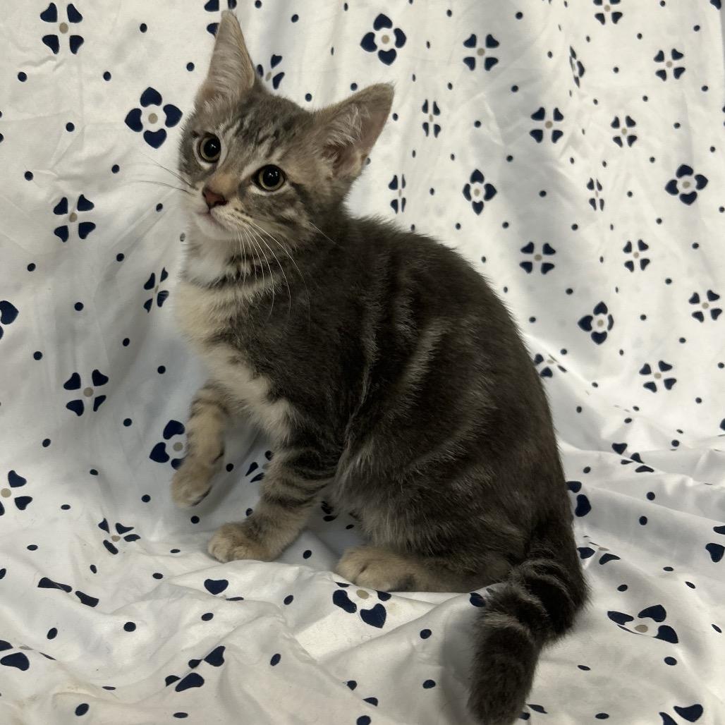 Frankfurt (blue collar), Adoptable, Kitten Male Domestic Medium Hair.