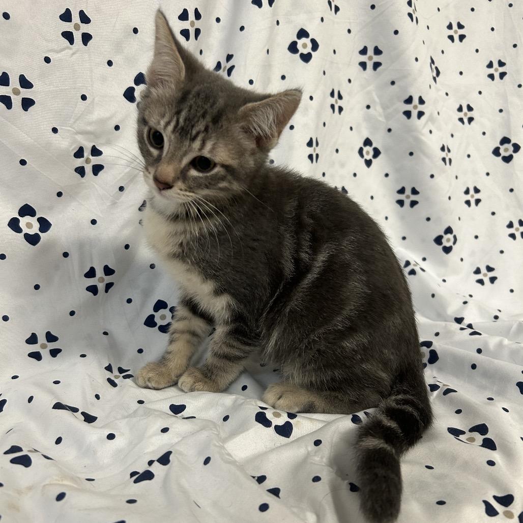Enlarge Frankfurt (blue collar), a Adoptable Domestic Medium Hair in Coos Bay, OR image 2/4