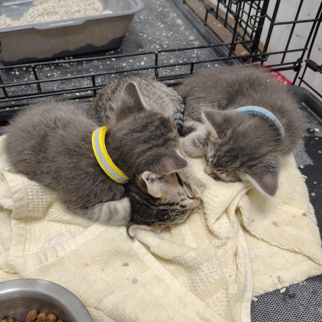 Enlarge Frankfurt (blue collar), a Adoptable Domestic Medium Hair in Coos Bay, OR image 3/4