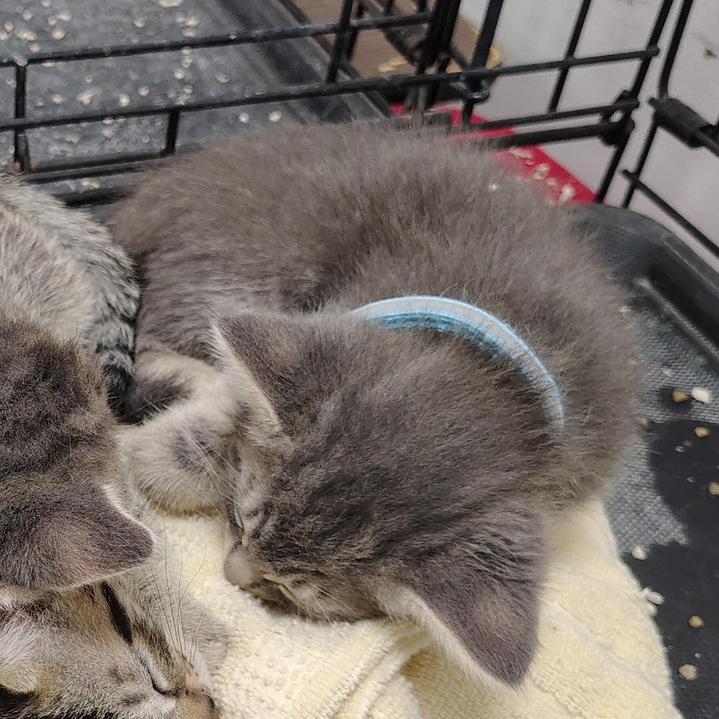 Enlarge Frankfurt (blue collar), a Adoptable Domestic Medium Hair in Coos Bay, OR image 4/4