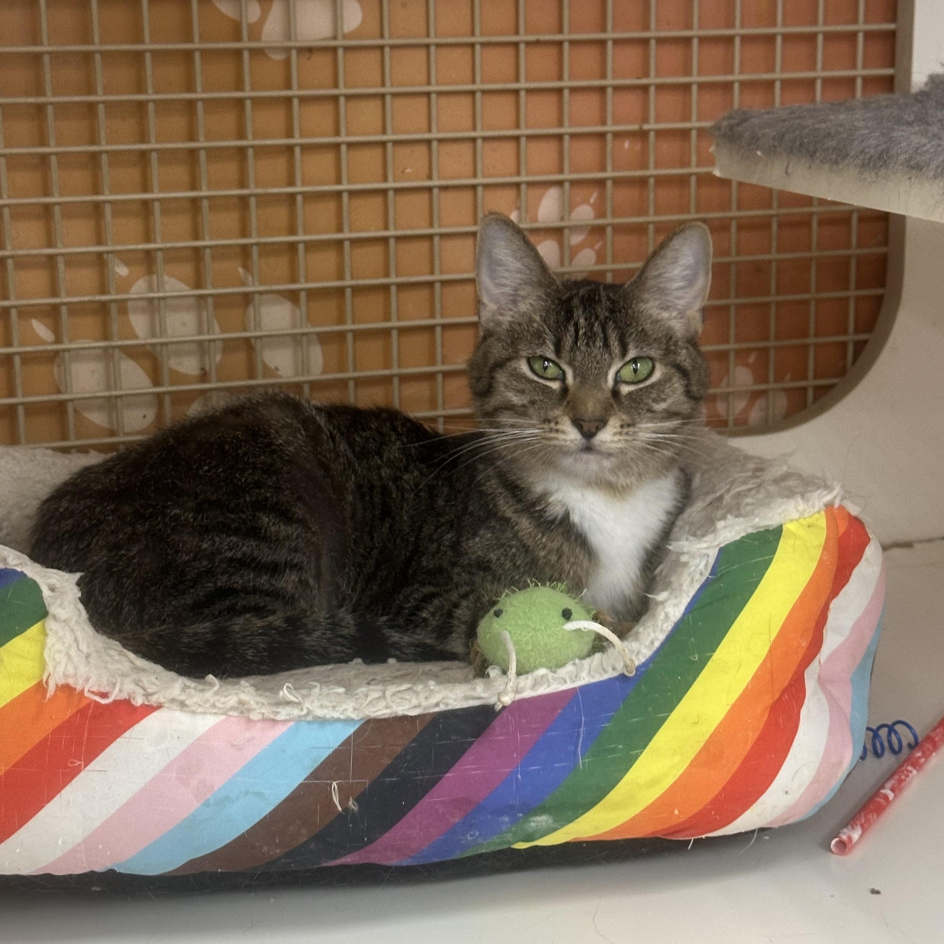 Enlarge Yuri, a Adoptable Domestic Short Hair in Victorville, CA image 1/3