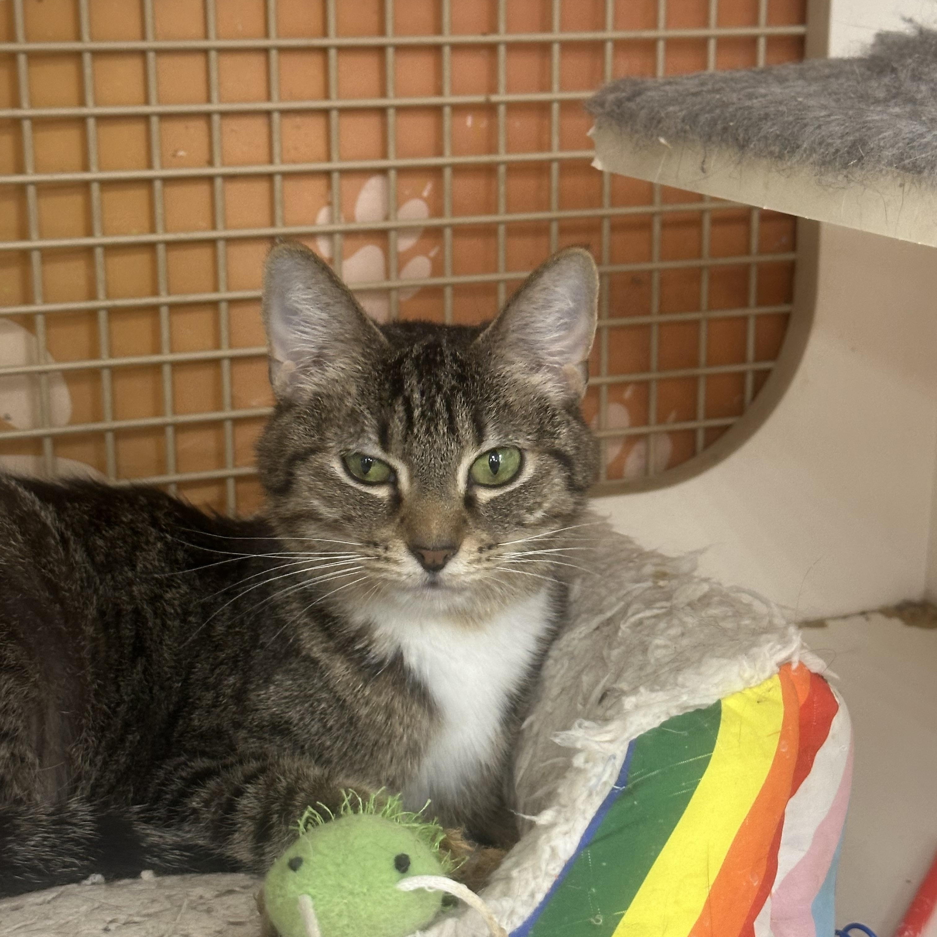 Enlarge Yuri, a Adoptable Domestic Short Hair in Victorville, CA image 3/3