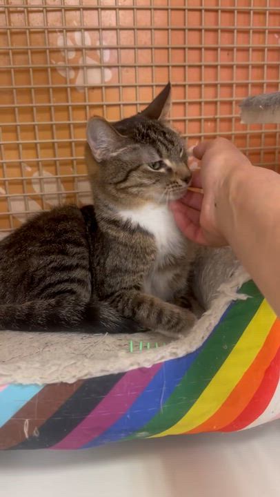 Enlarge Yuri, a Adoptable Domestic Short Hair in Victorville, CA video 2/3