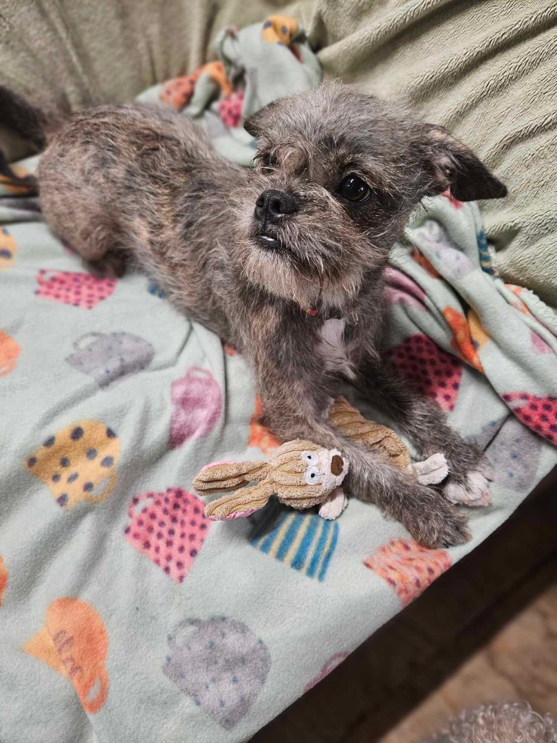 Mia, Adopted, Puppy Female Shih Tzu & French Bulldog.