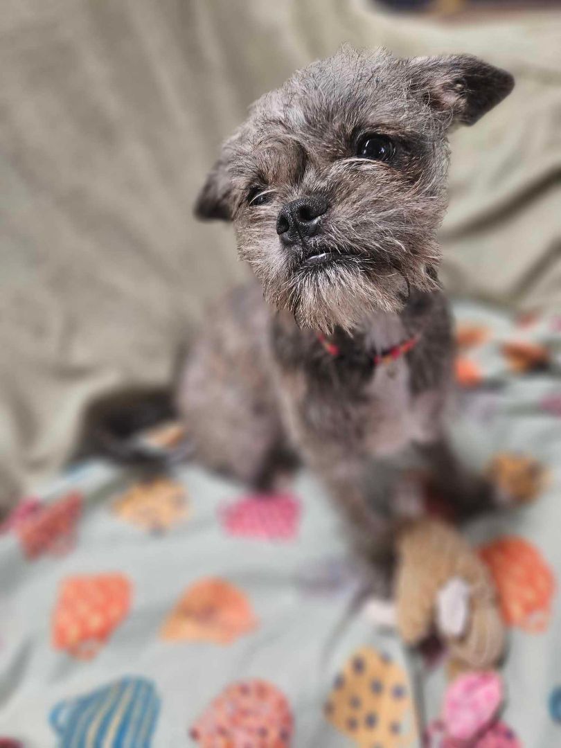 Enlarge Mia, a Adopted mixed breed in Mathis, TX image 5/5