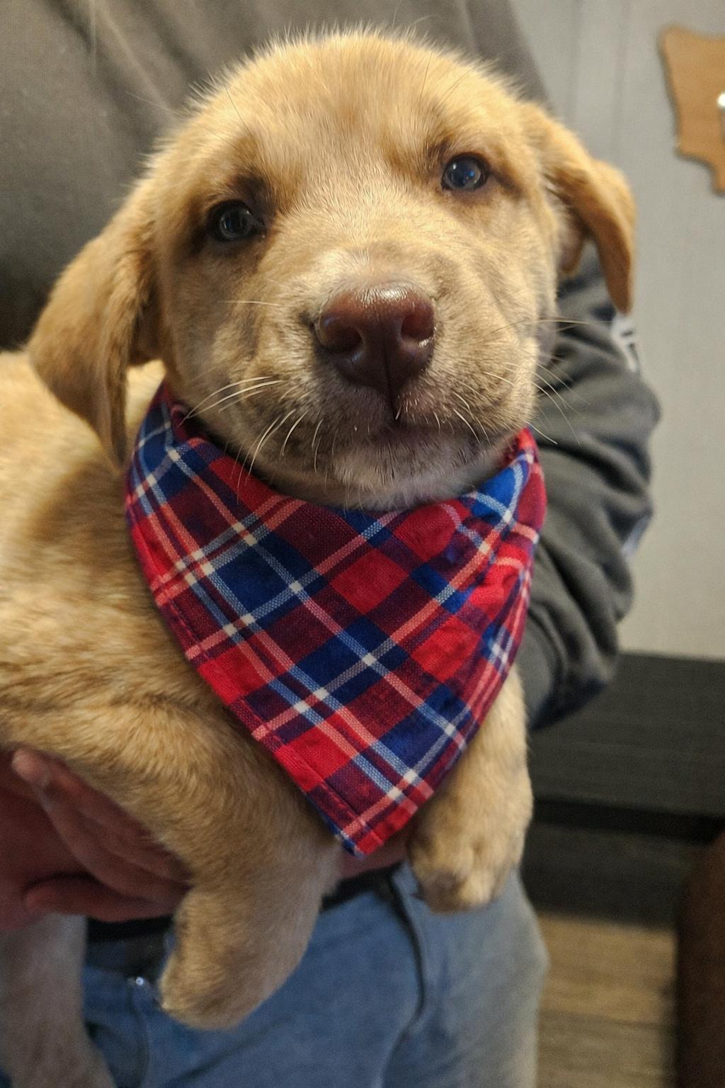 Enlarge Mounds, a Adoptable mixed breed in Mount Laurel, NJ image 2/2