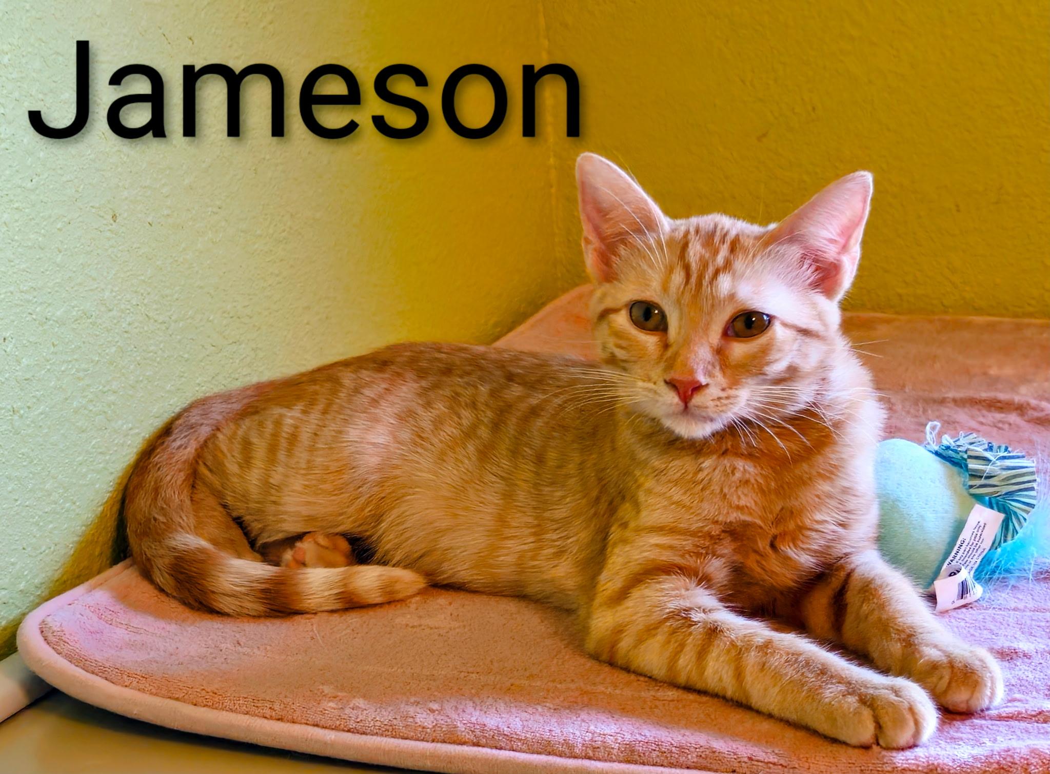 Jameson - North Conroe Petsmart