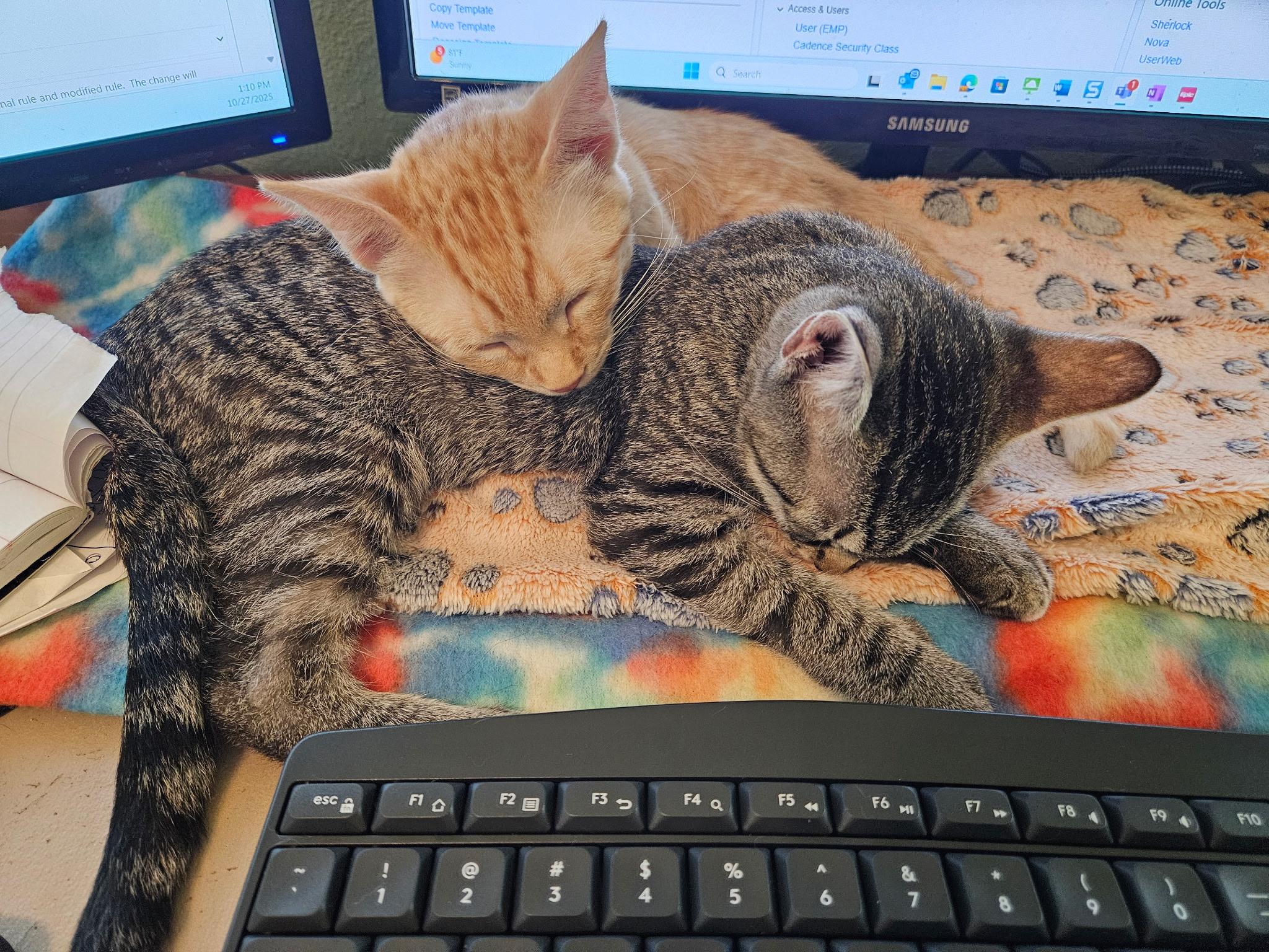 Jameson - North Conroe Petsmart