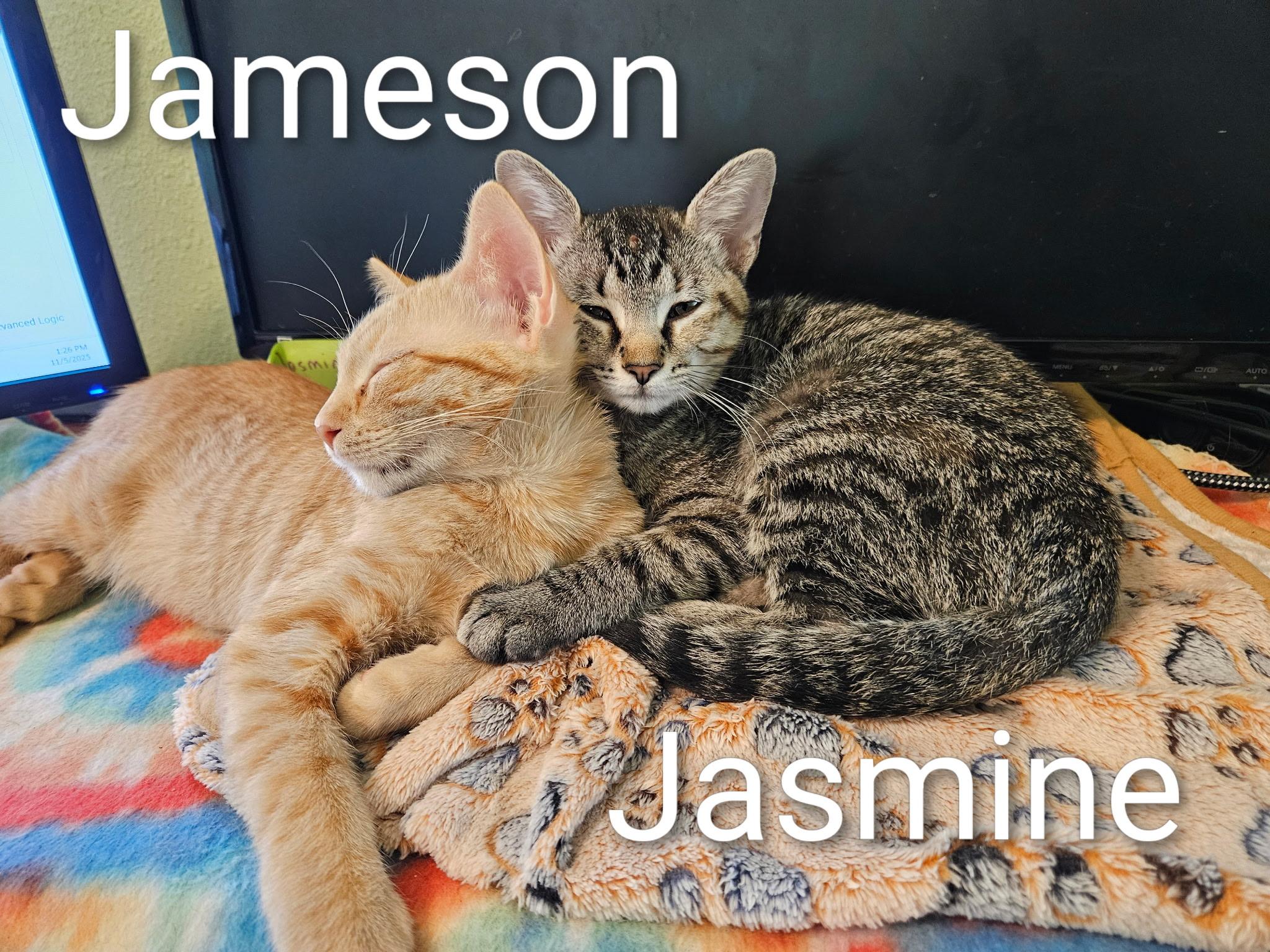 Jameson - North Conroe Petsmart