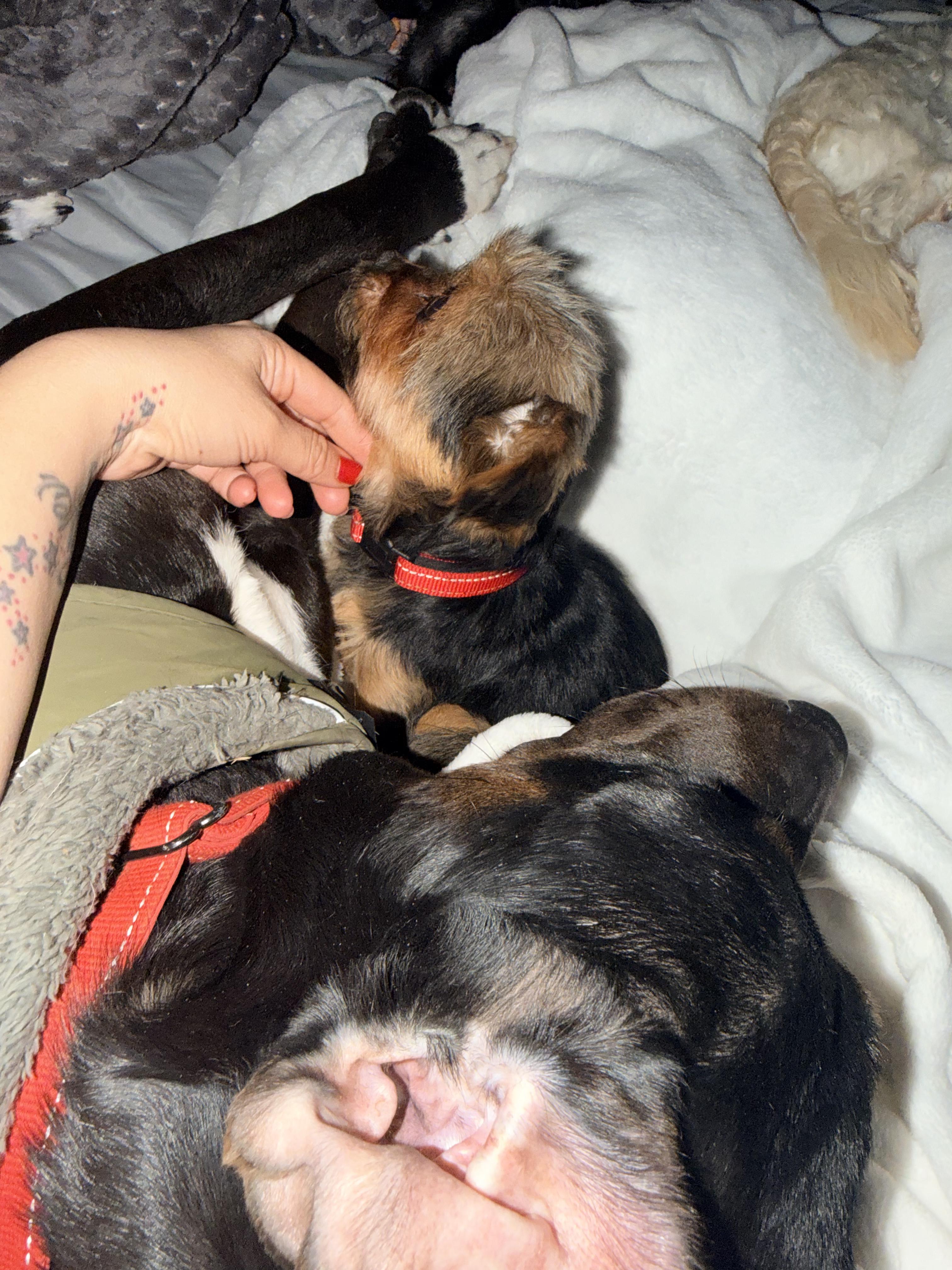 Bella, an adopted mixed breed in Bastrop, TX image 5/6