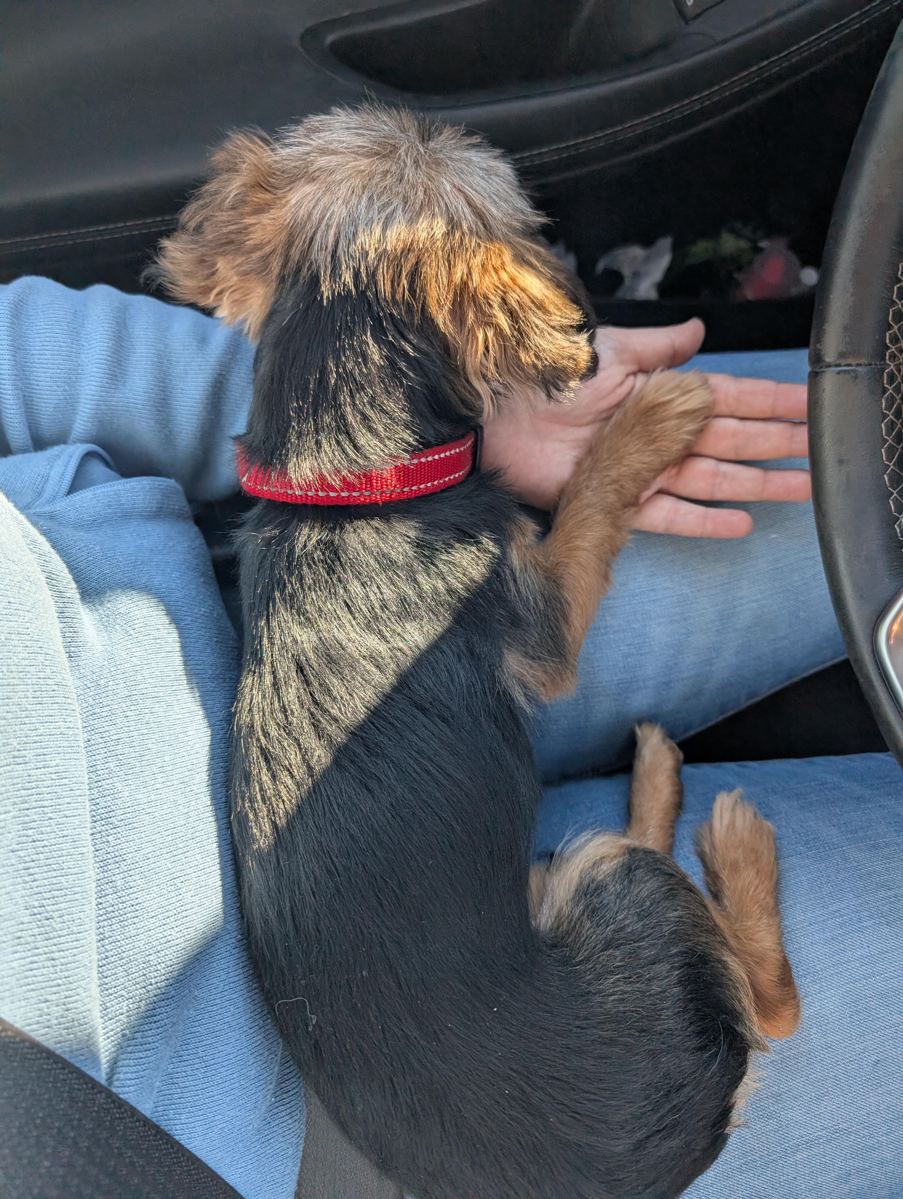 Bella, an adopted mixed breed in Bastrop, TX image 4/6