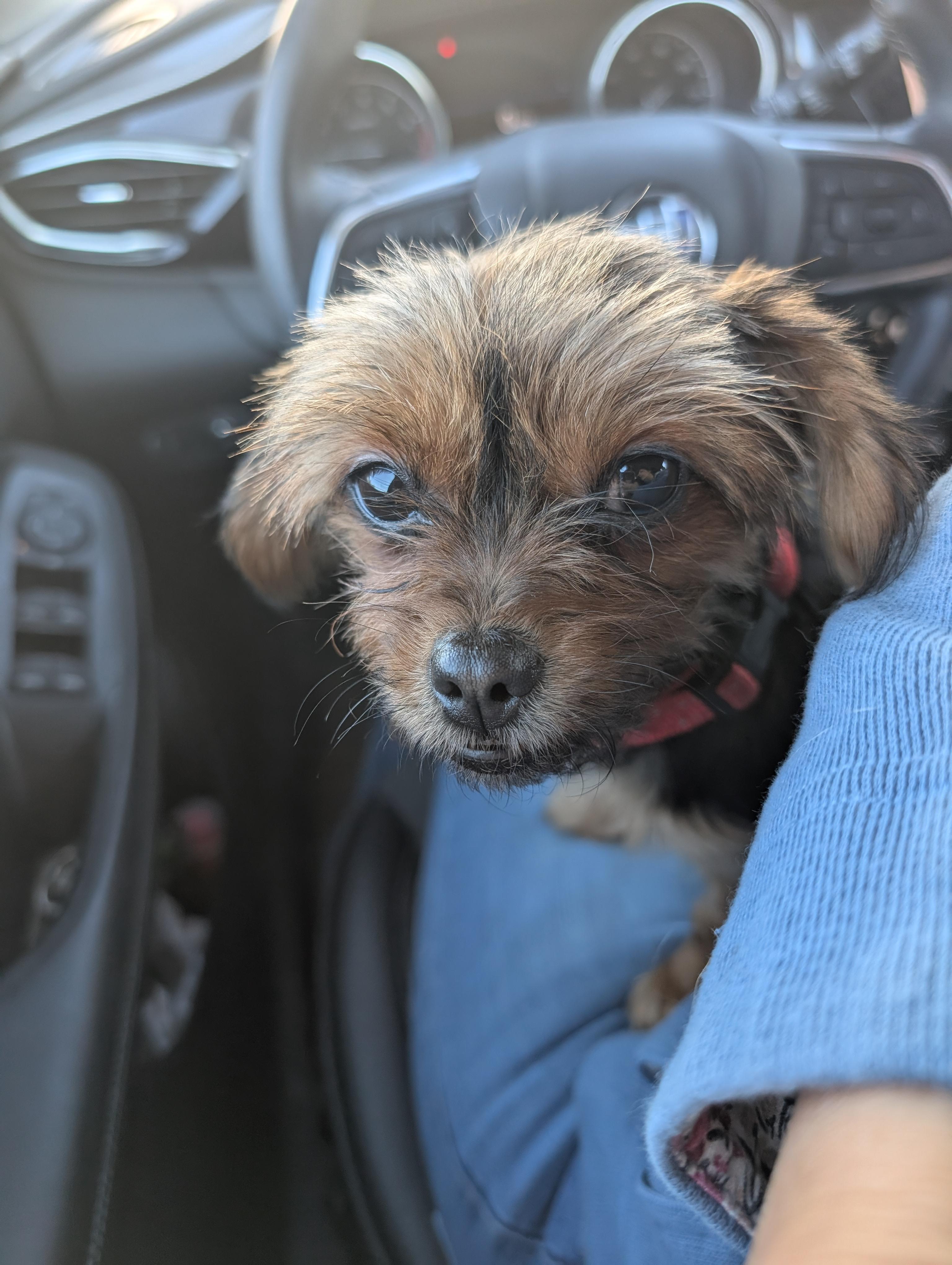 Bella, an adopted mixed breed in Bastrop, TX image 3/6