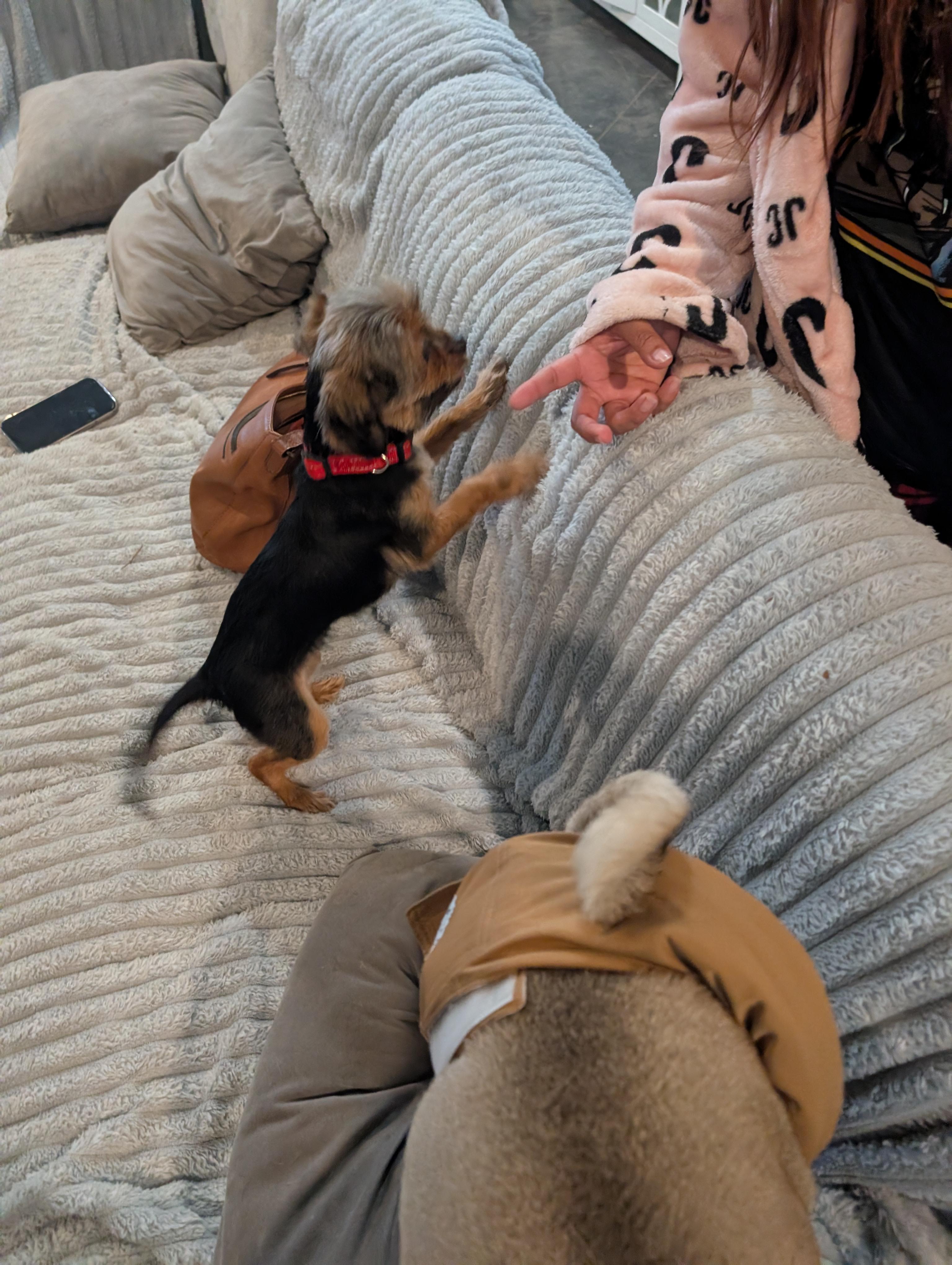 Bella, an adopted mixed breed in Bastrop, TX image 2/6