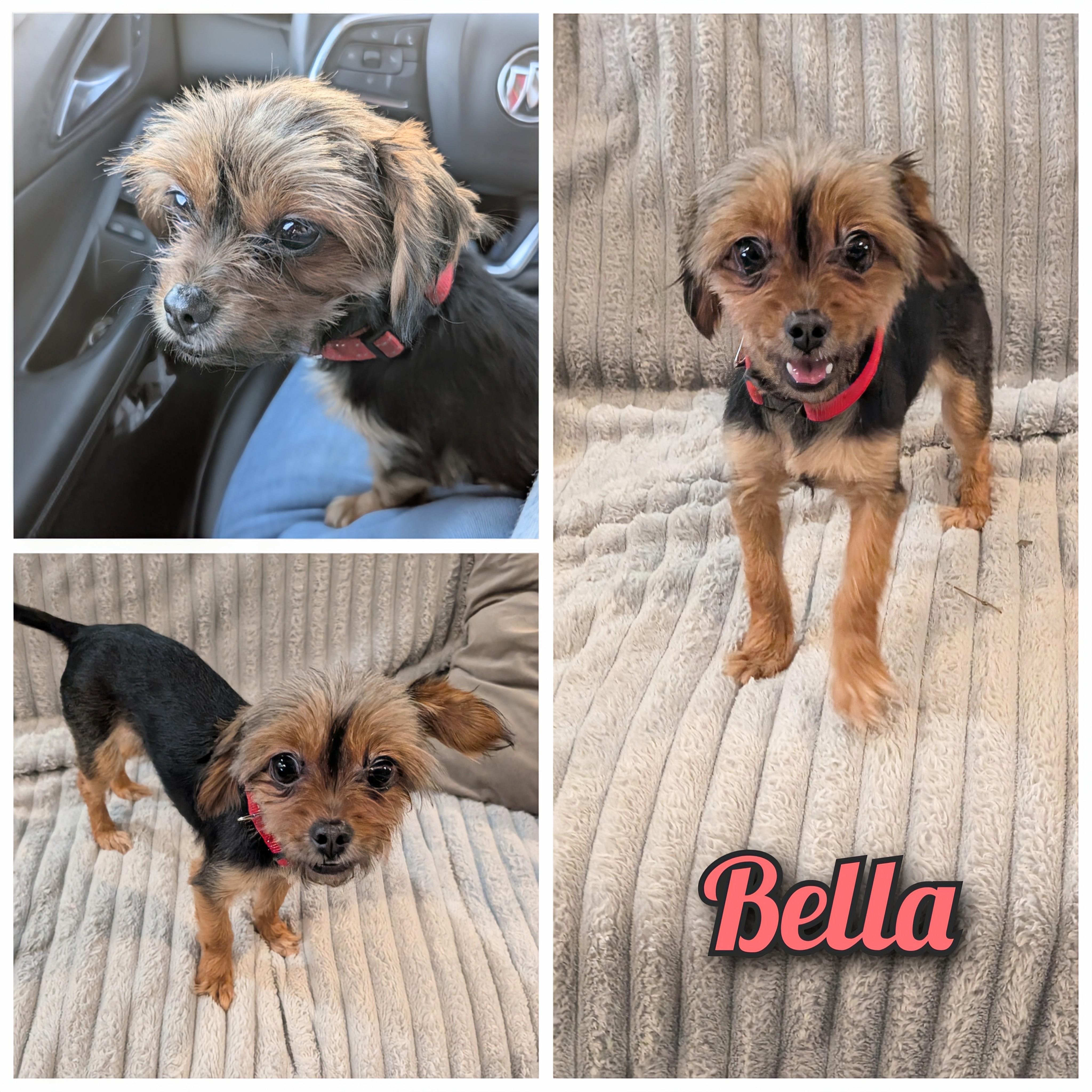 Bella, adopted, Young Female Yorkshire Terrier.