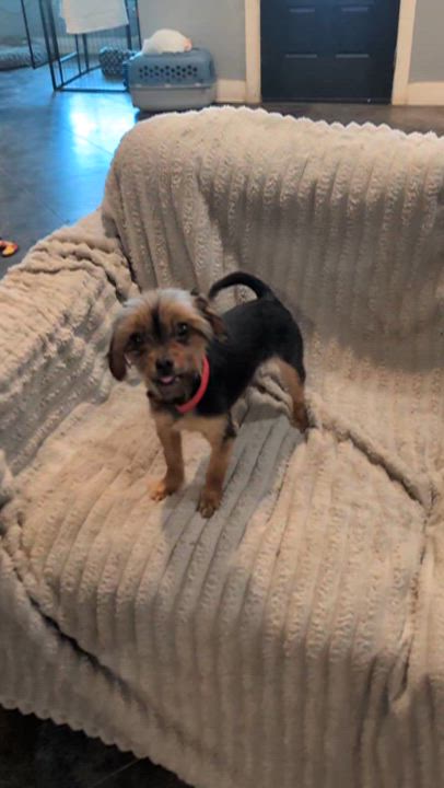 Enlarge Bella, an adopted mixed breed in Bastrop, TX video 6/6